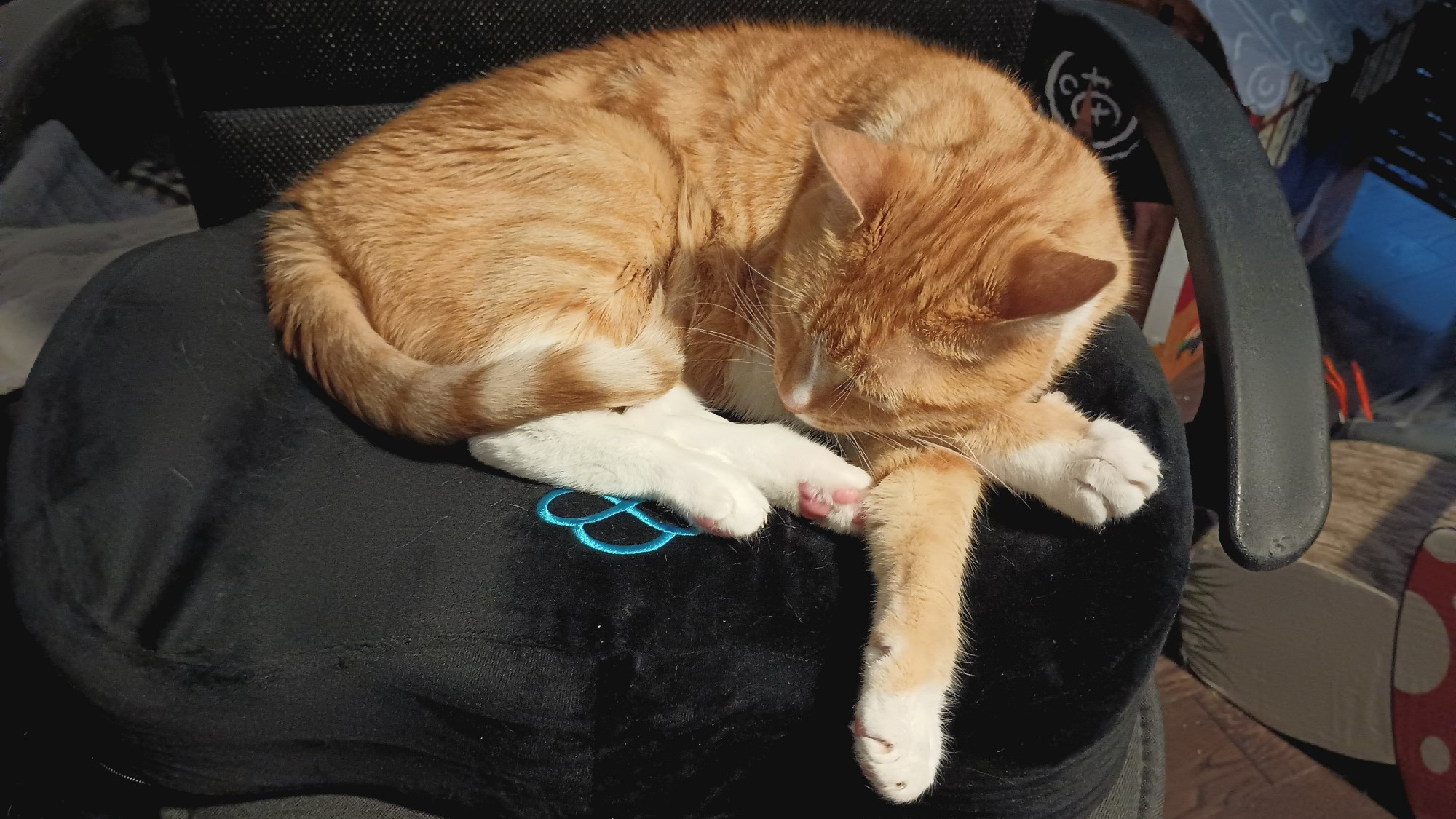 Orange cat on a seat cushion on a chair with a cat house and mushroom scratchboard behind it