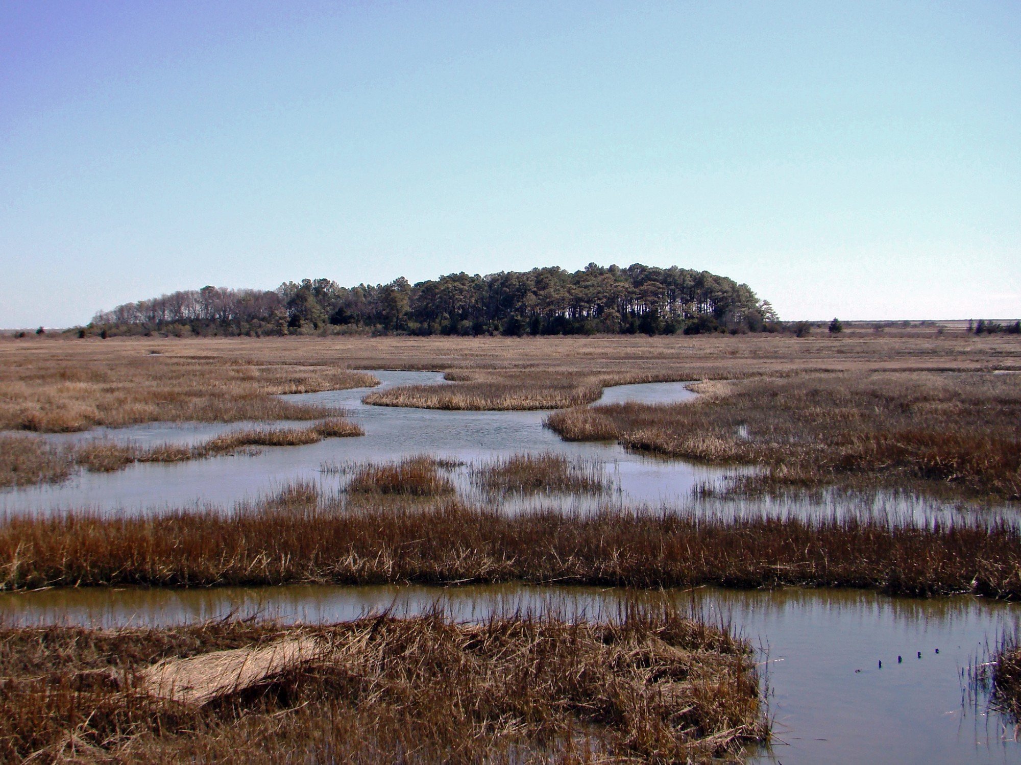 Eastern Shore of Virginia National Wildlife Refuge, all soggy n shit