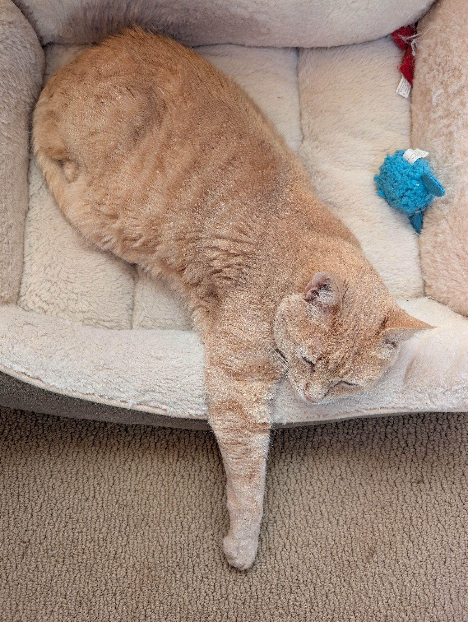 A blond tabby is lying athwart a beige cat bed with her head on the side and one paw reaching over to the carpet.