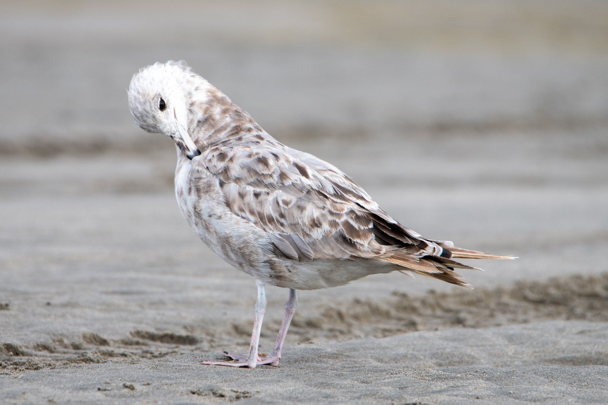 A white gull with mottled brown feathers stands on the beach, preening its left shoulder.