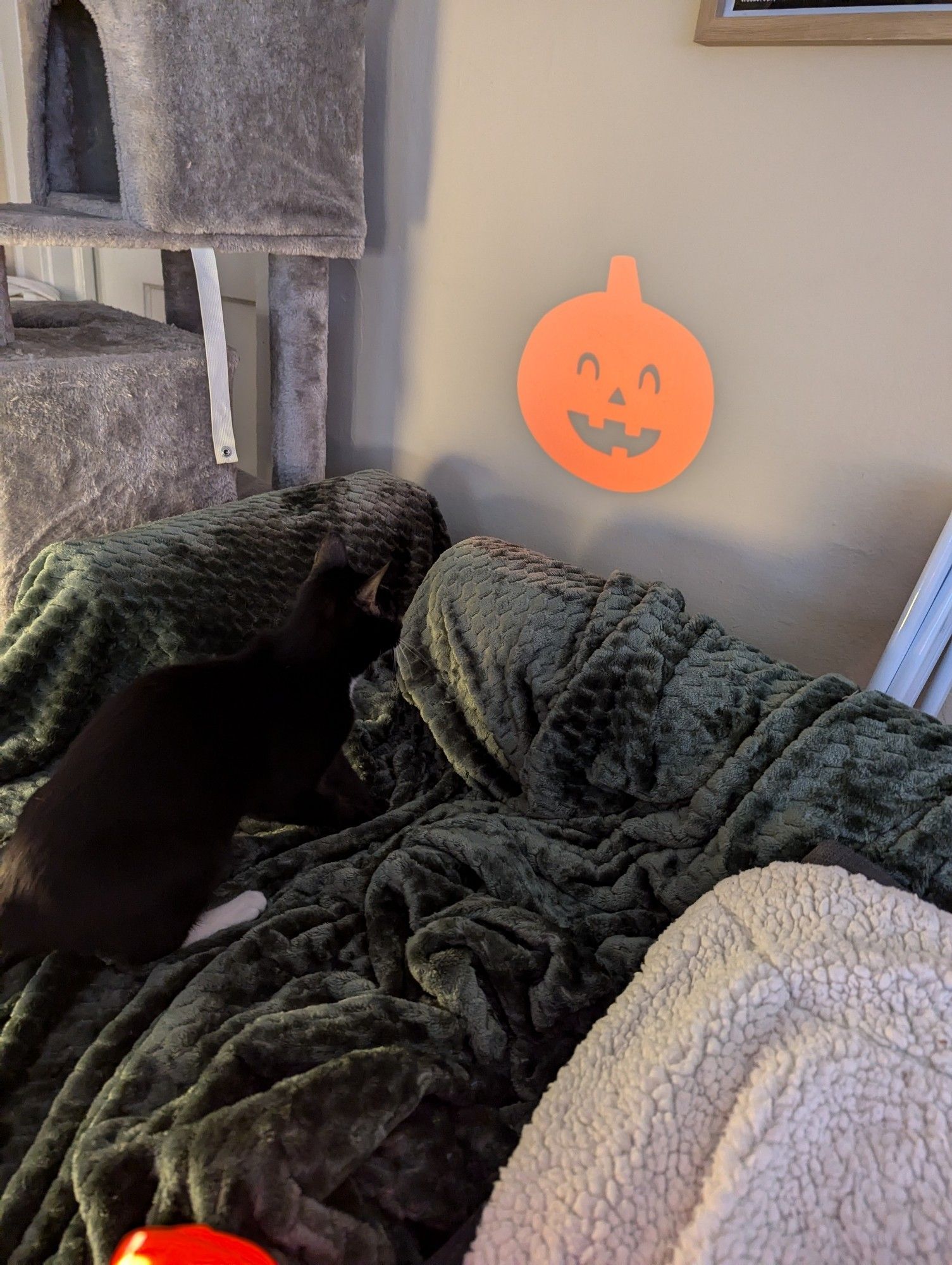 Small tuxedo cat contemplating a flashlight-projected jack-o'-lantern