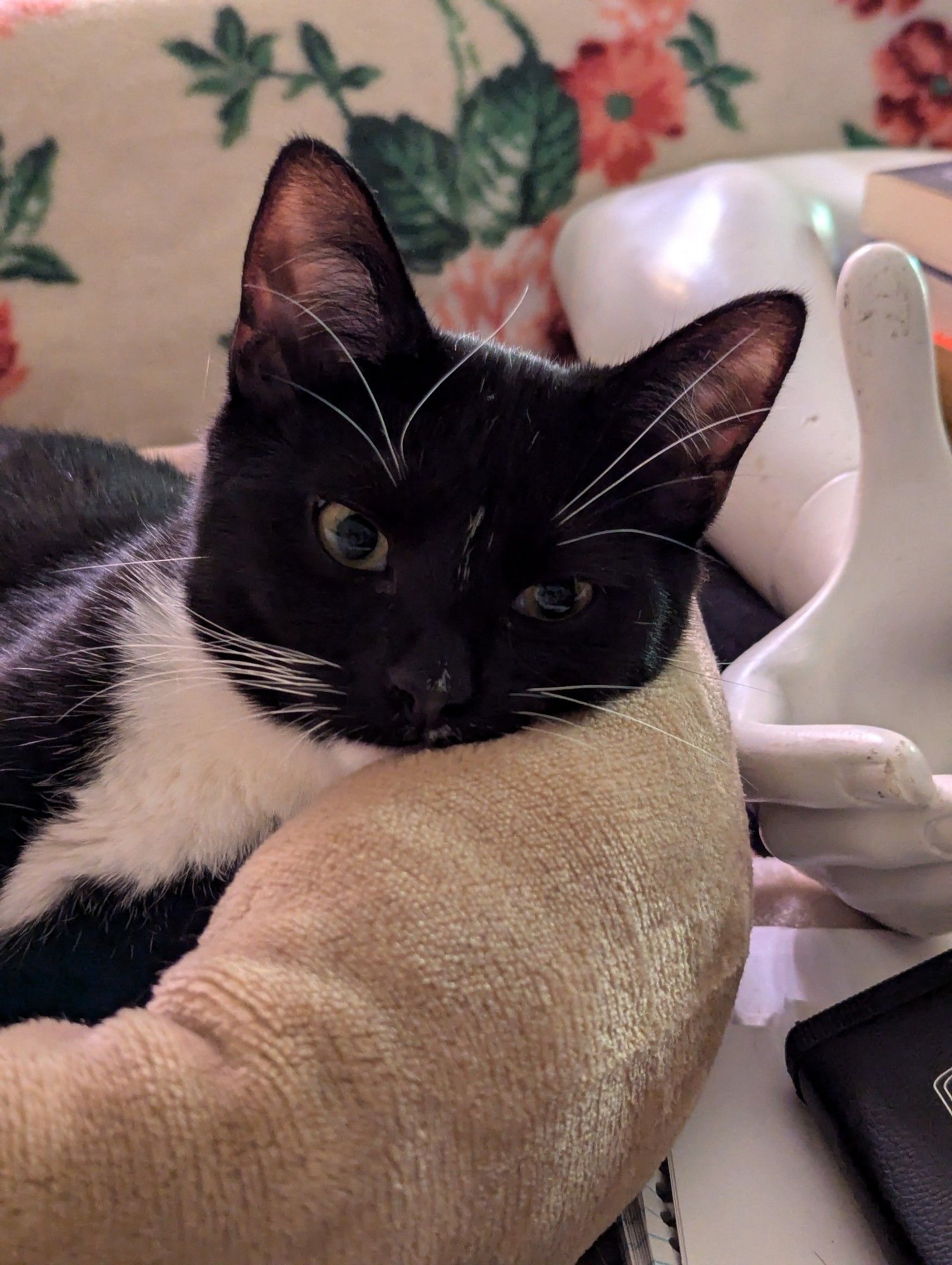 The same tuxedo cat, looking mulish in the same cat bed. It's like you can see him manifesting petulant chaos.