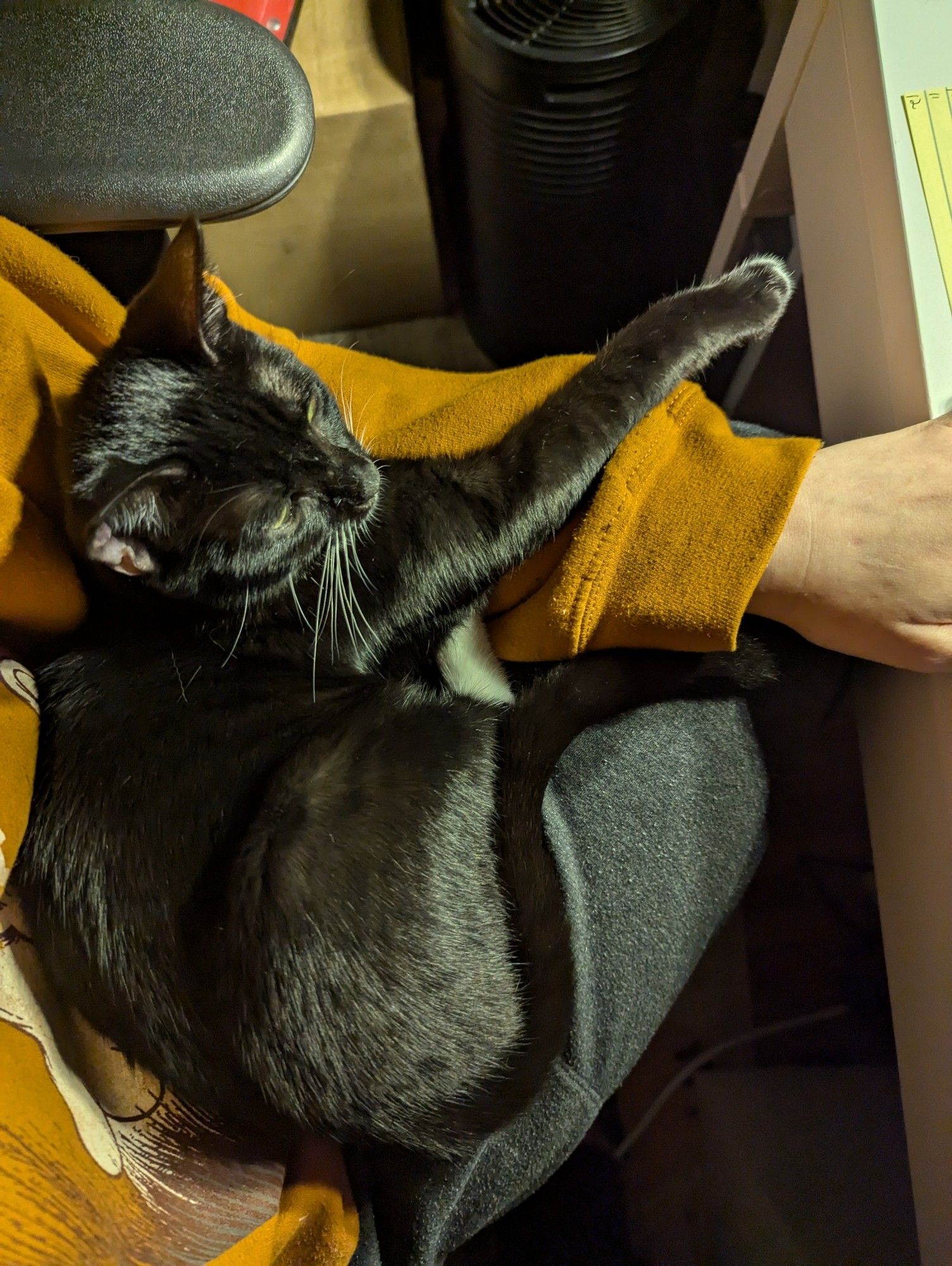 Small tuxedo cat on my lap, curled up demurely, contemplating the computer.