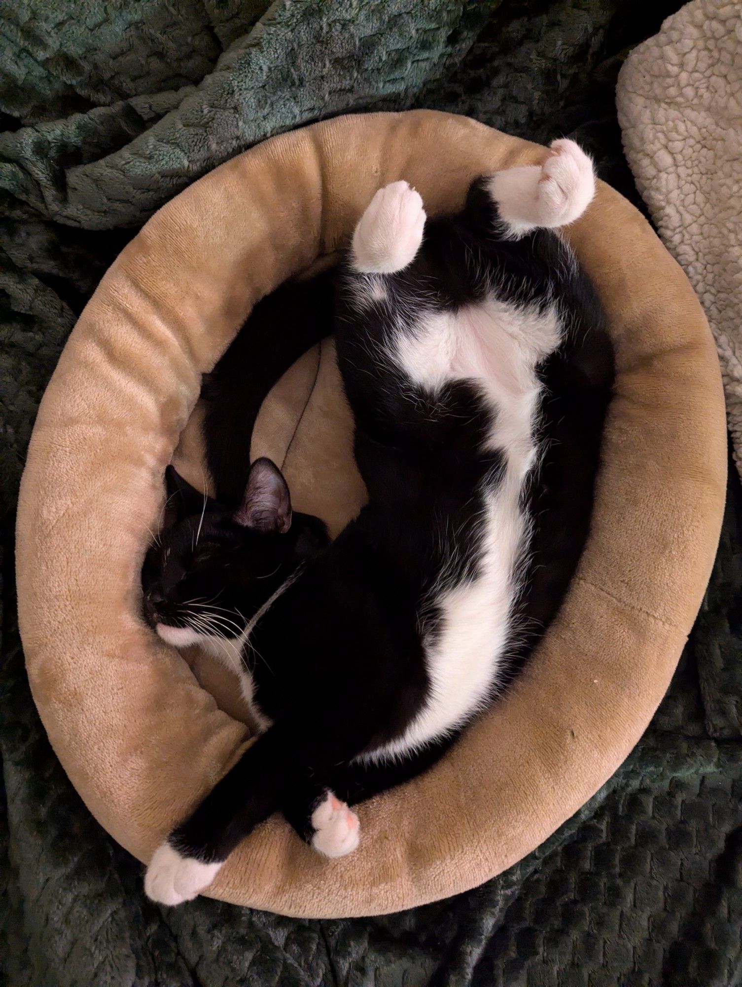 Six month old tuxedo cat, splayed upsidedown in a tan cat bed