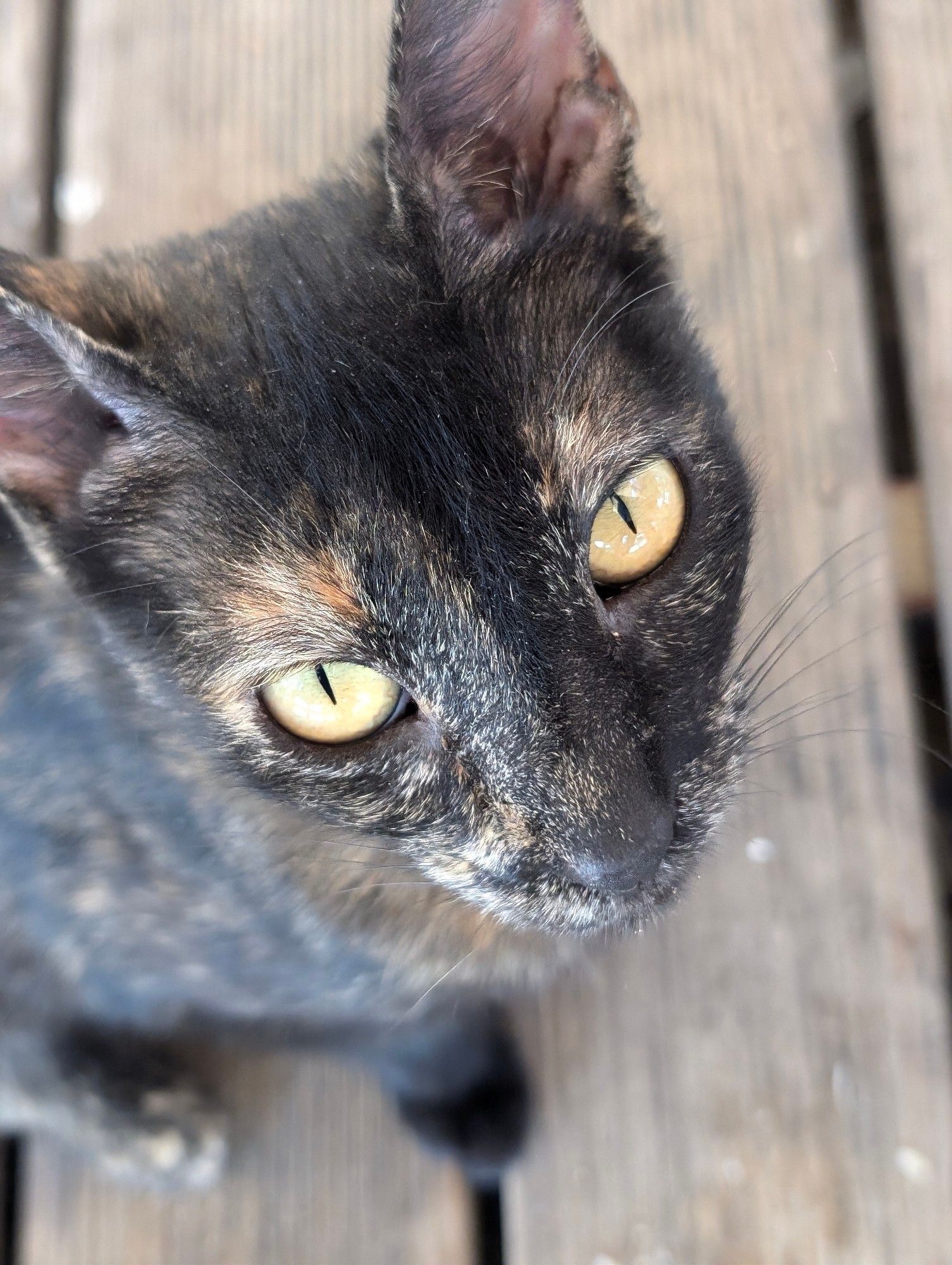 A thin dark cat with striking green eyes