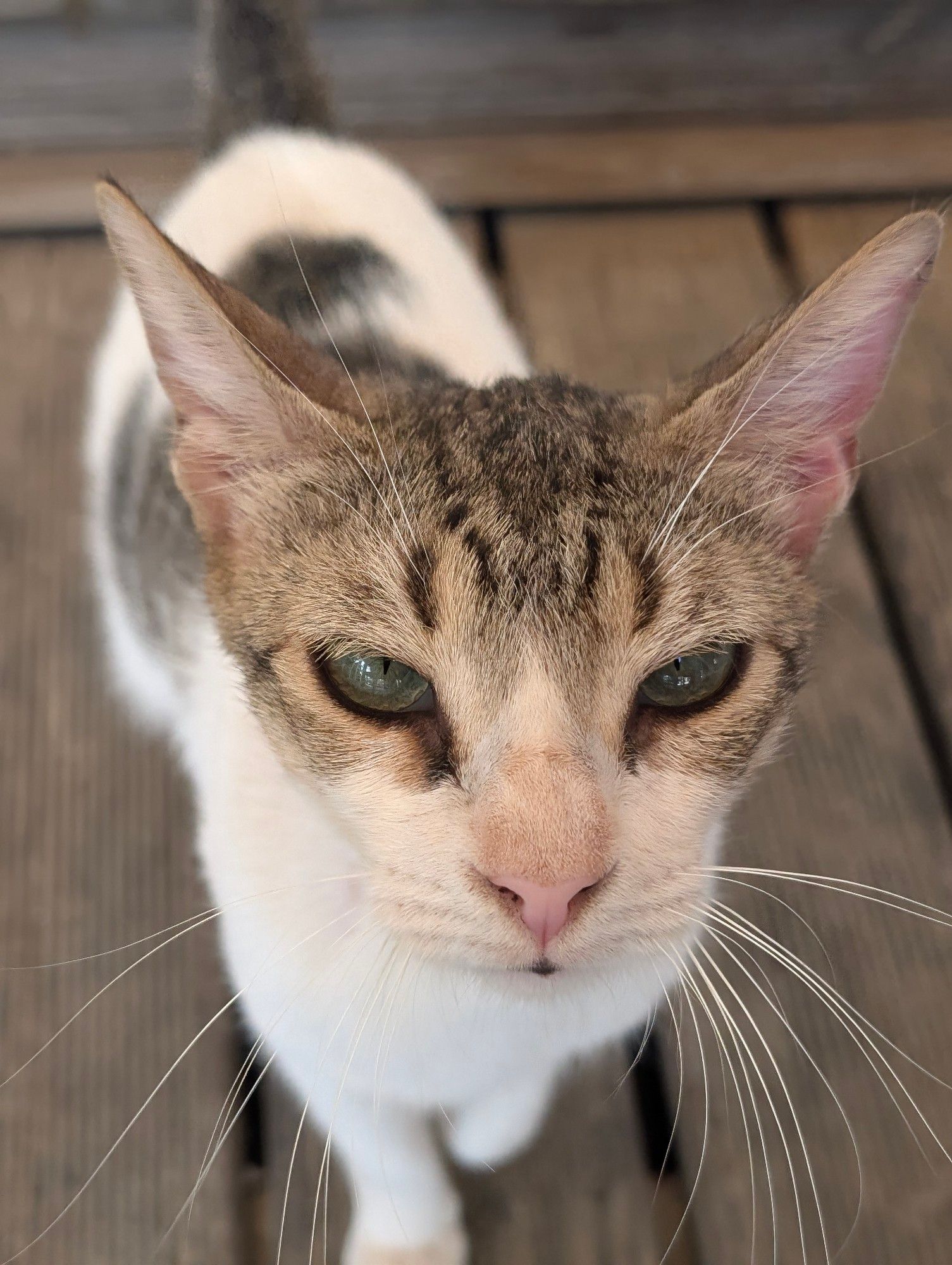 Sweet tabby girl with white lower body