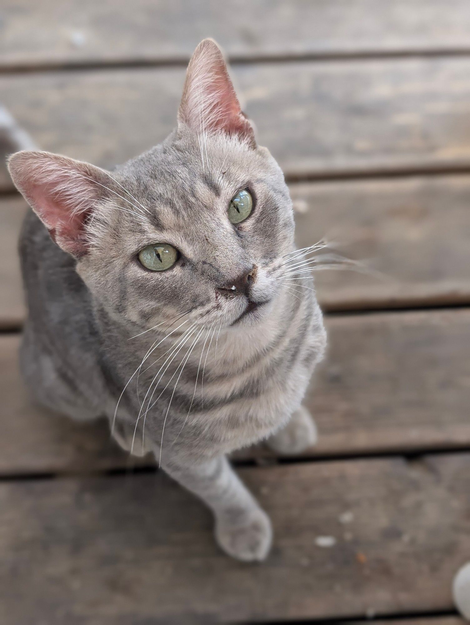 A soft grey tabby with the most enormous testicles (not pictured)