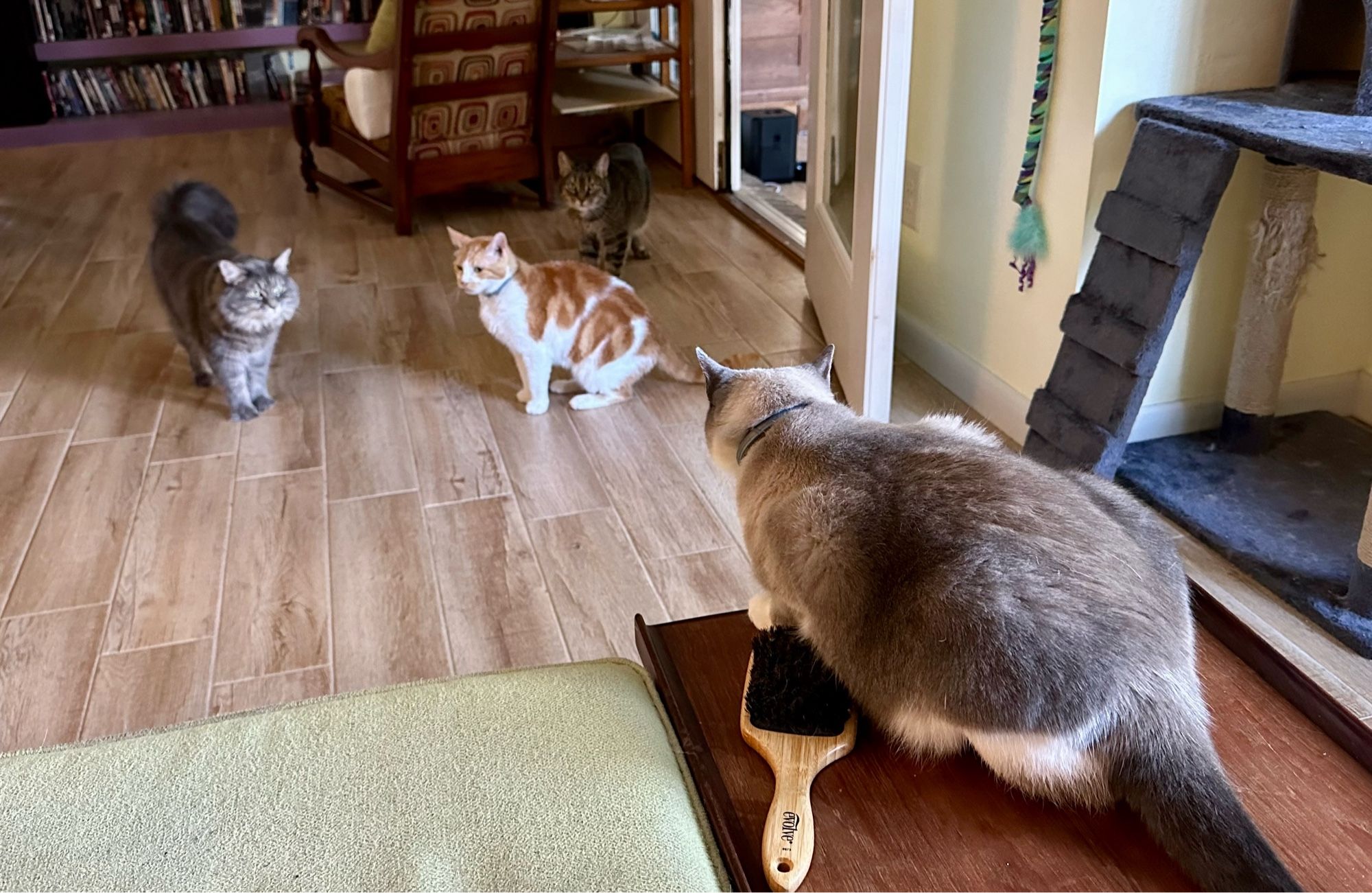 Four cats gathered in a living room. In the upper portion, on the left is a fluffy gray tabby, then an orange & white, then behind her a brown tabby. Close to the front on the right is a Siamese mix.