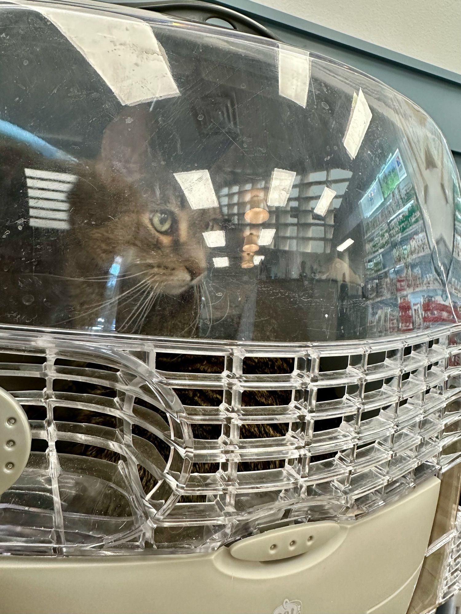 A brown tabby inside a carrier looking worried. The carrier has a clear domed upper section reflecting lobby lights in a way that looks space-ship-ish.