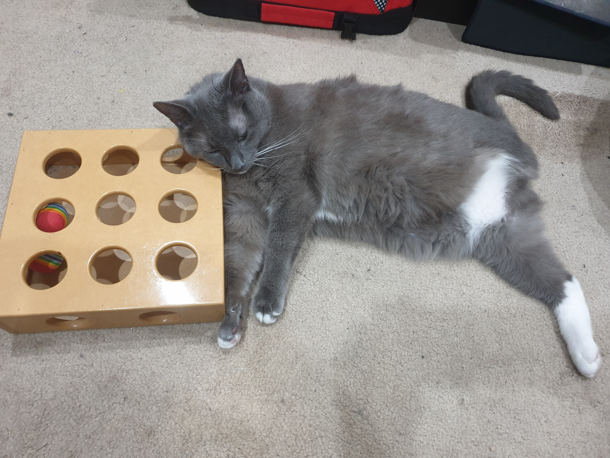 A three-legged grey-and-white cat is laying on the carpet with half-closed eyes. His head is resting on a ball game - a flat wooden box with two small balls inside and many circular holes for him to reach into to play.