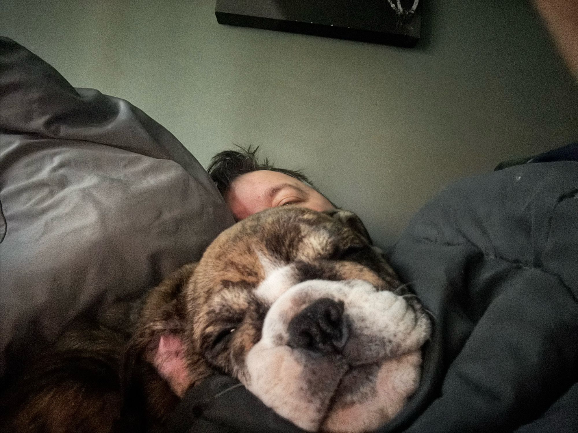 The picture shows a cozy scene with a bulldog resting on a bed. The bulldog, with a wrinkled face and droopy eyes, looks relaxed and sleepy. Its face is prominently featured, with a slightly droopy expression, snuggling closely into the blanket. Behind the bulldog, there appears to be a person lying down, partially covered by the blanket, and the focus is on the bulldog’s peaceful presence. The overall atmosphere is one of comfort, warmth, and relaxation.