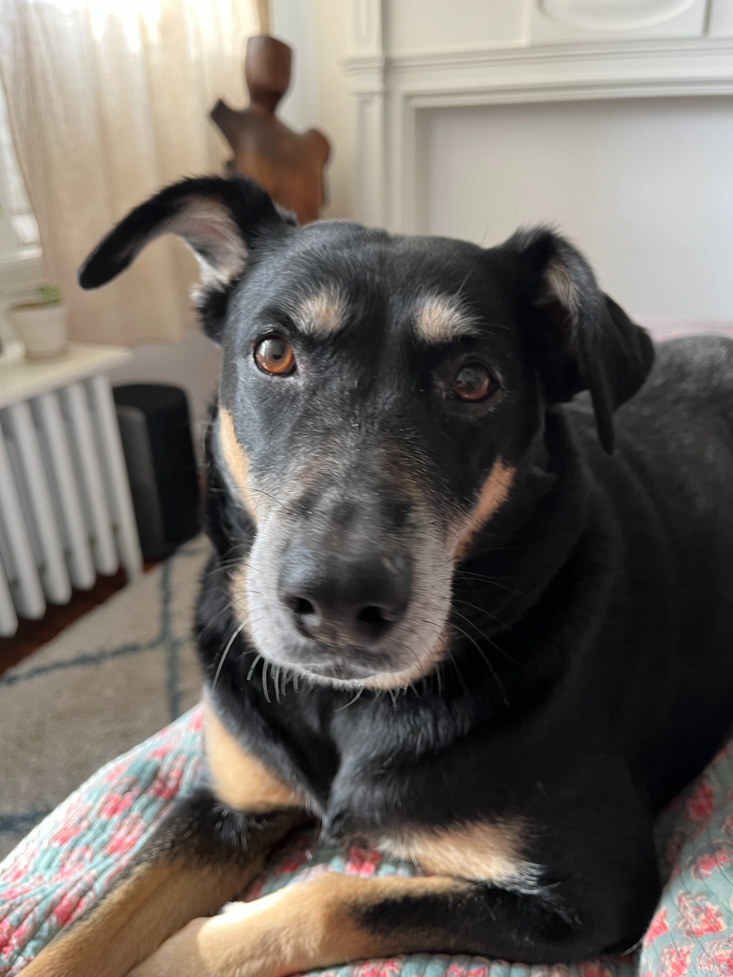 Portrait of adorable black and brown mix-breed dog staring intently at the camera saying, I don't like thunderstorms!