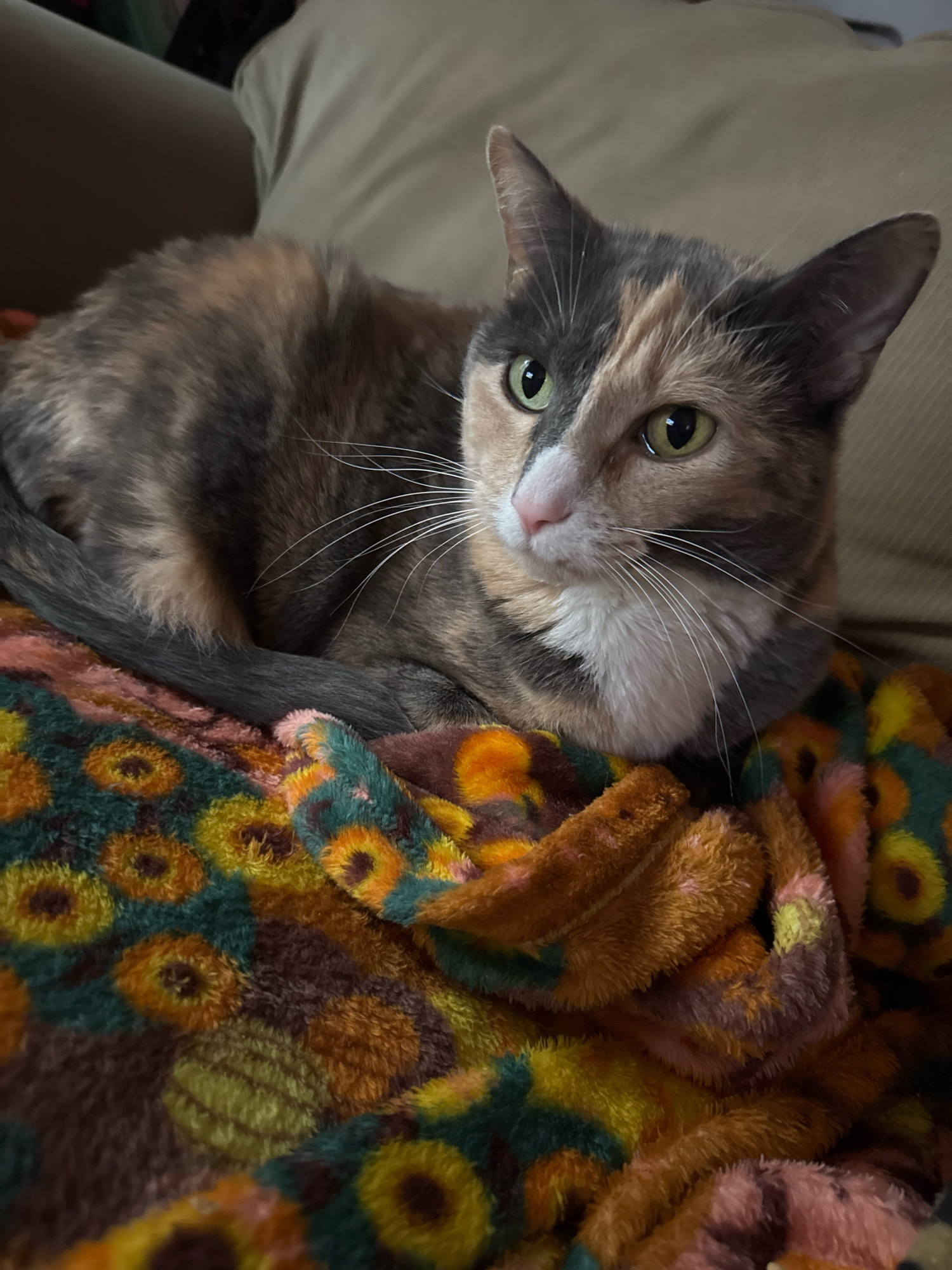 Cut calico cat on an autumn blanket 