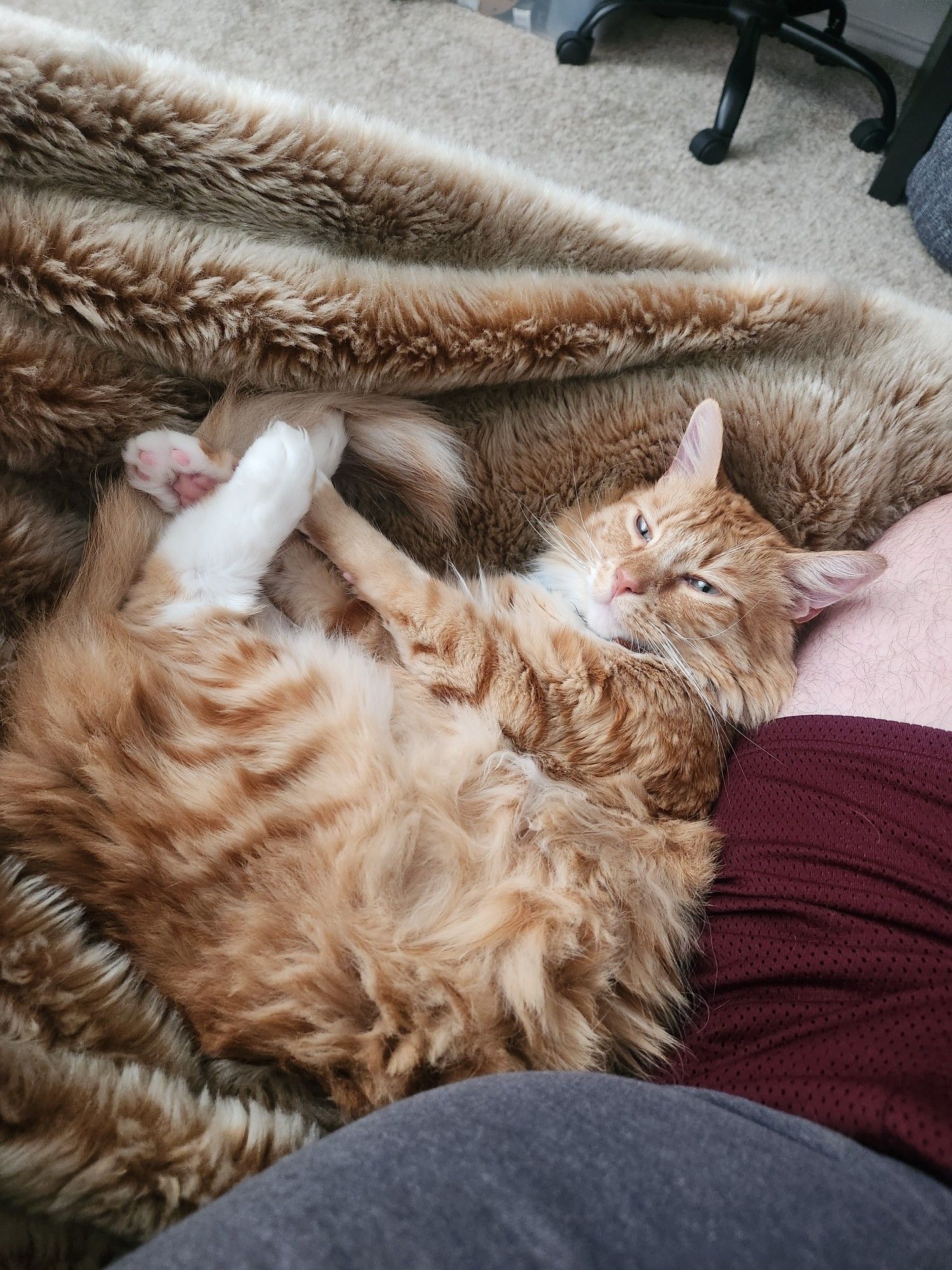 Orange cat Gizmo curled up next to a light skinned thigh in maroon shorts. A gray T-shirt is also visible. The cat appears to be a random assortment of limbs placed without any rhyme or reason. All 4 paws, the tail, the belly, and the back are all visible. He's very floofy and sleepy.