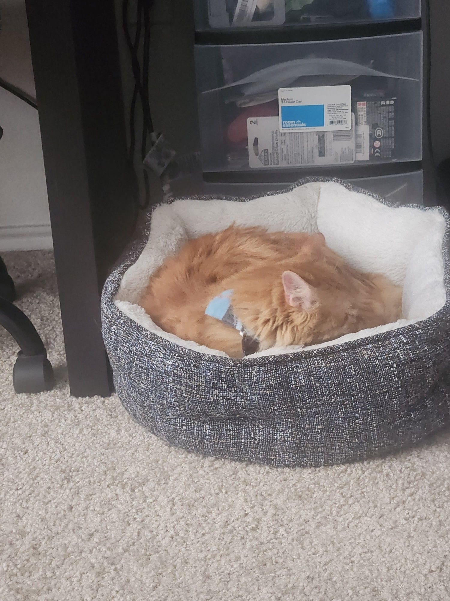 Same orange cat, now curled into a perfect cinnamon roll in a round catbed with plastic drawers visible in the background