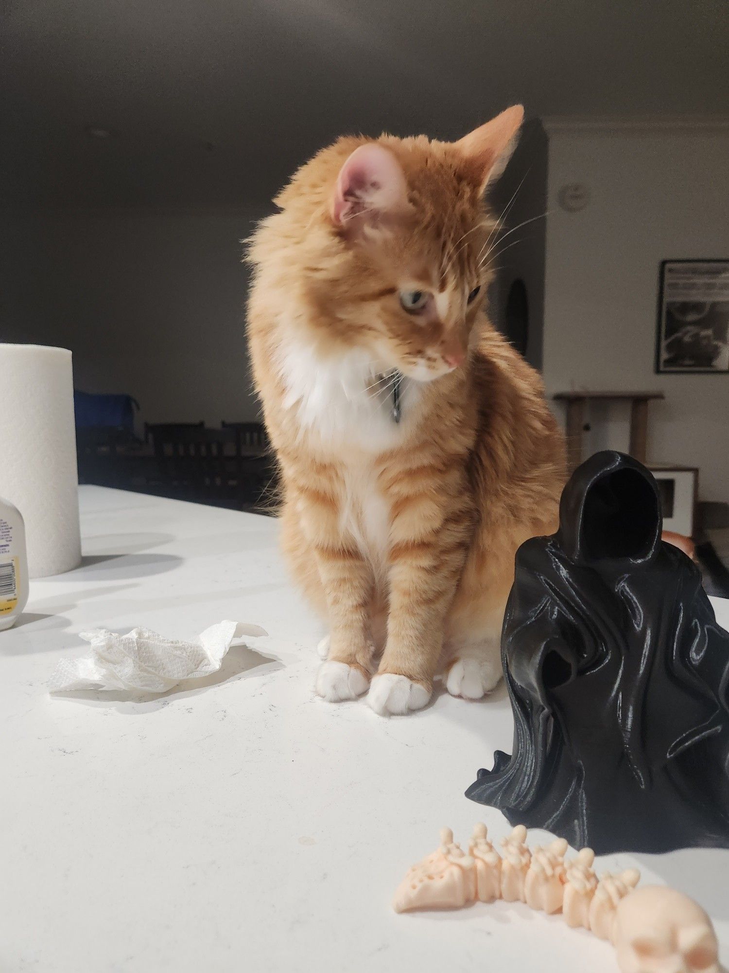 Orange cat on counter looking quizzically at a black grim reaper cloak