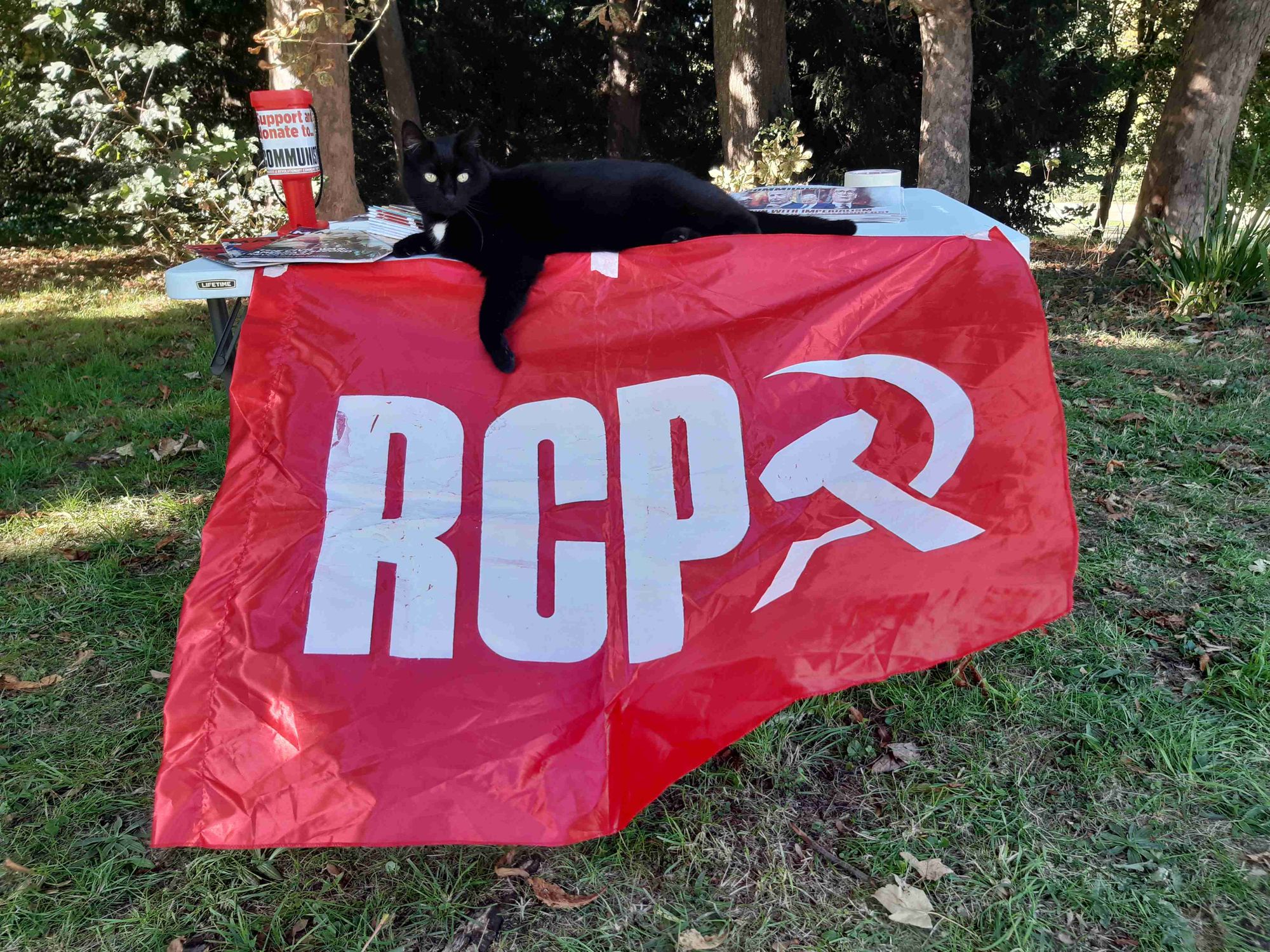 a black cat lounging on our revolutionary communist party recruitment stall