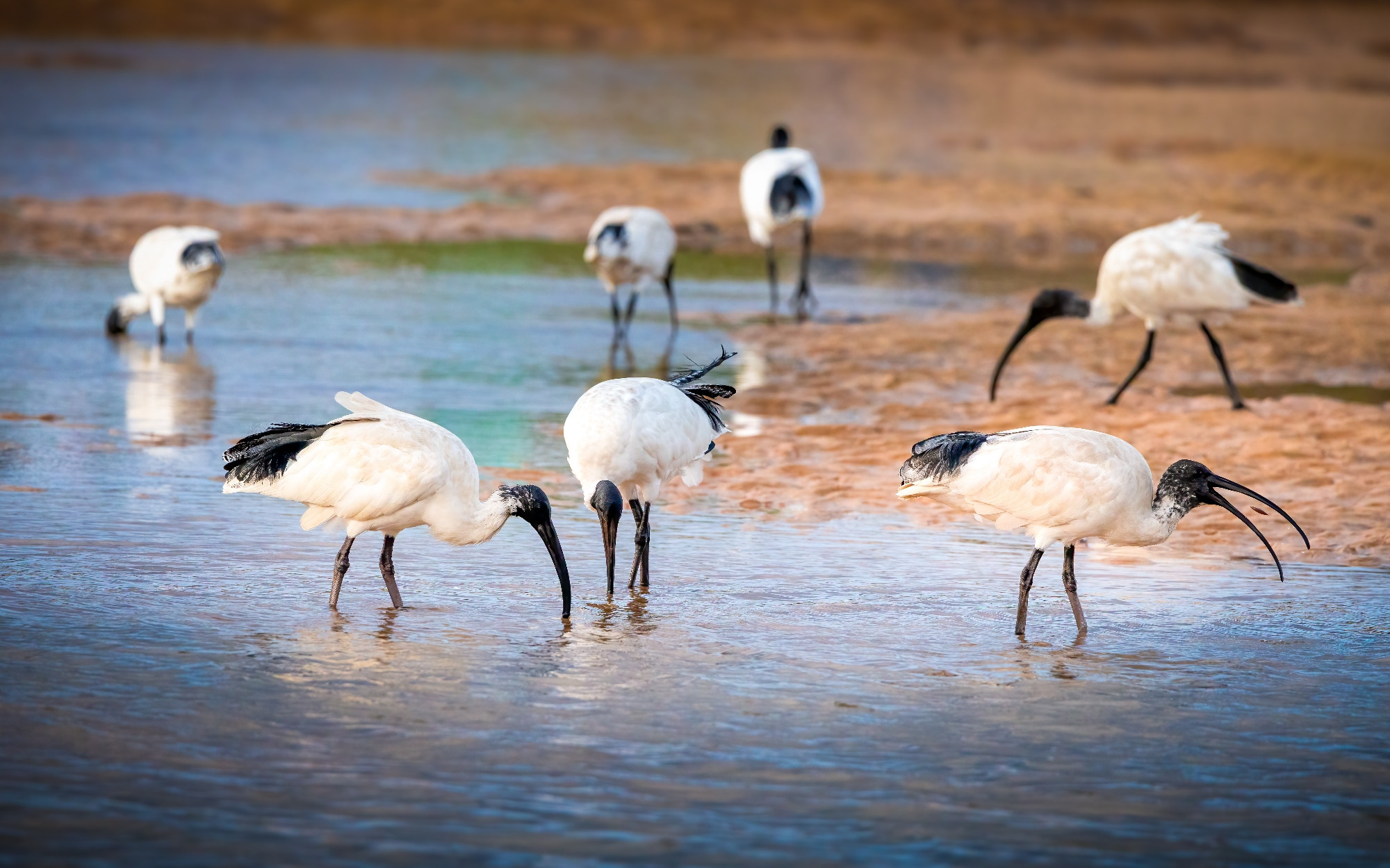 The photograph, taken from a low angle at eye level, presents a flock of Australian white ibis birds wading in the shallow, sandy waters of a light blue lagoon. The blurry background features a light-brown, sandy bank and additional ibis birds in the distance. In the foreground, four birds take centre stage. On the left, two birds are intently searching for sustenance, their long, downward-curving beaks either submerged or close to the water's surface. To the right, two more ibis birds have their beaks open, seemingly in search of food. The birds' bodies are predominantly white, contrasted by black feathers on their backs and black, featherless heads and necks. Their legs and beaks are also black. The scene is bathed in the warm light of sunset.