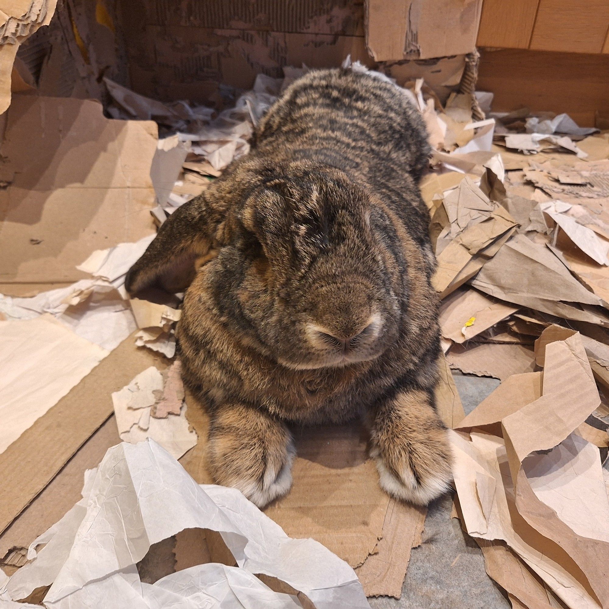 A rabbit in a pile of absolutely destroyed cardboard.