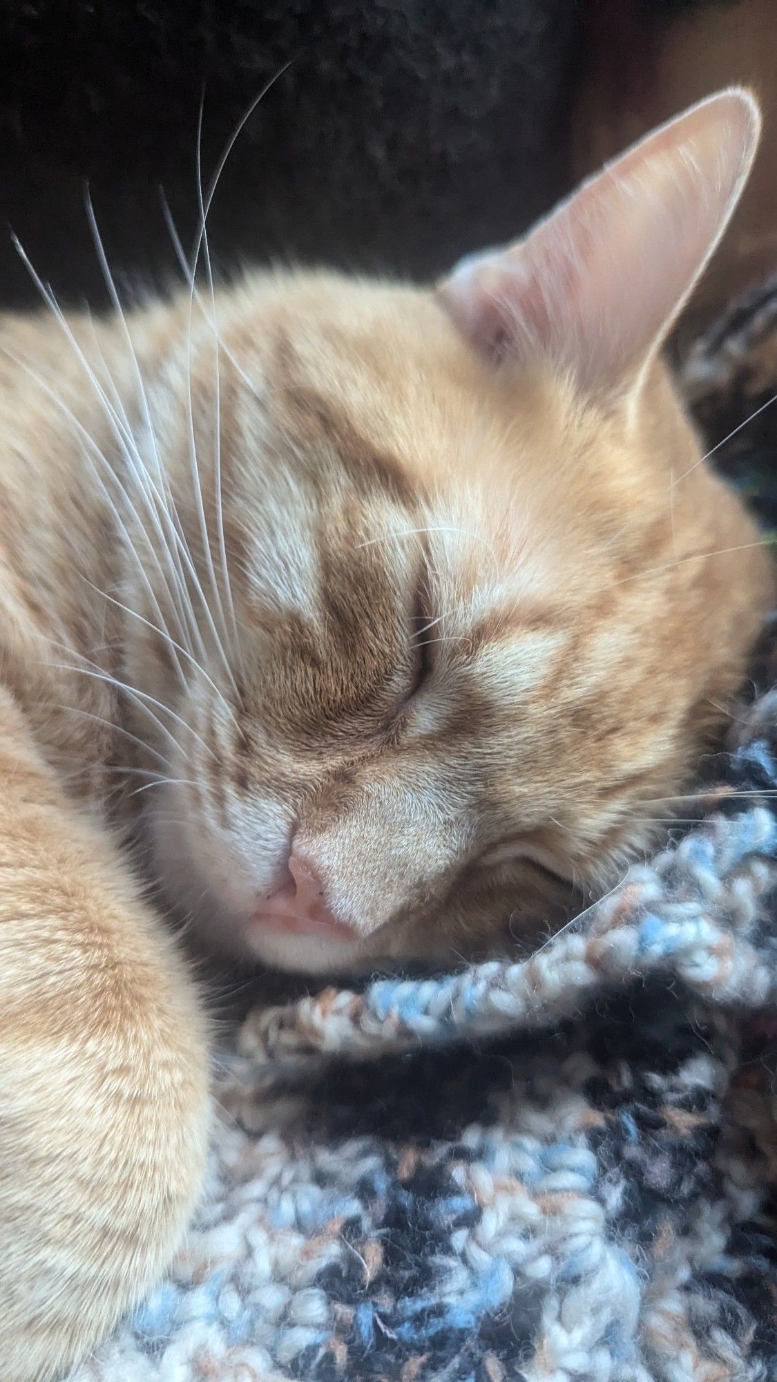 Close up of a sleeping orange cat's face. One ear hidden from view and one paw is partially in view curled up in front of him. Dark background. Cat's head rests on a multi colored earth toned crocheted blanket.