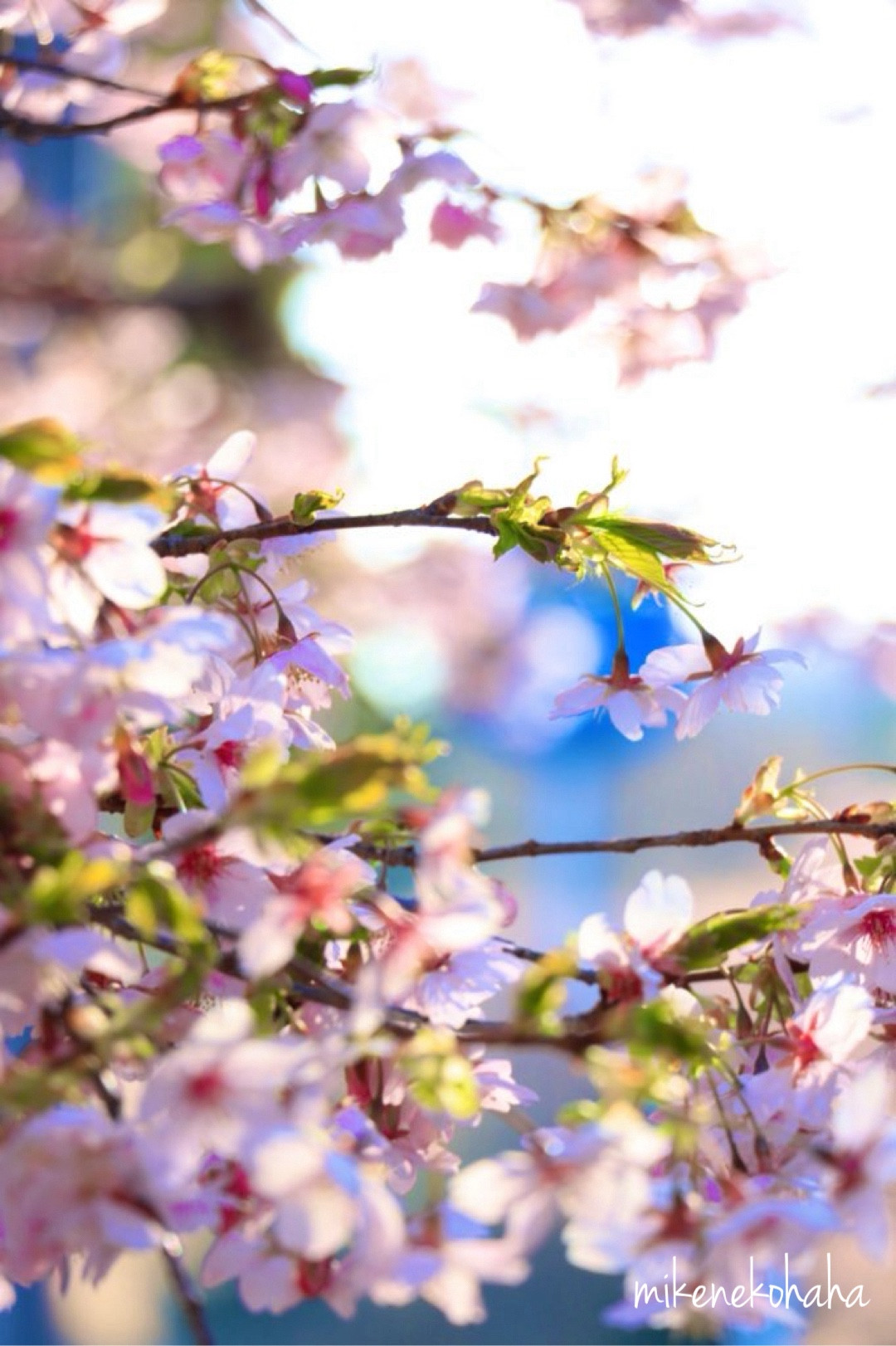 昨年の大漁桜。