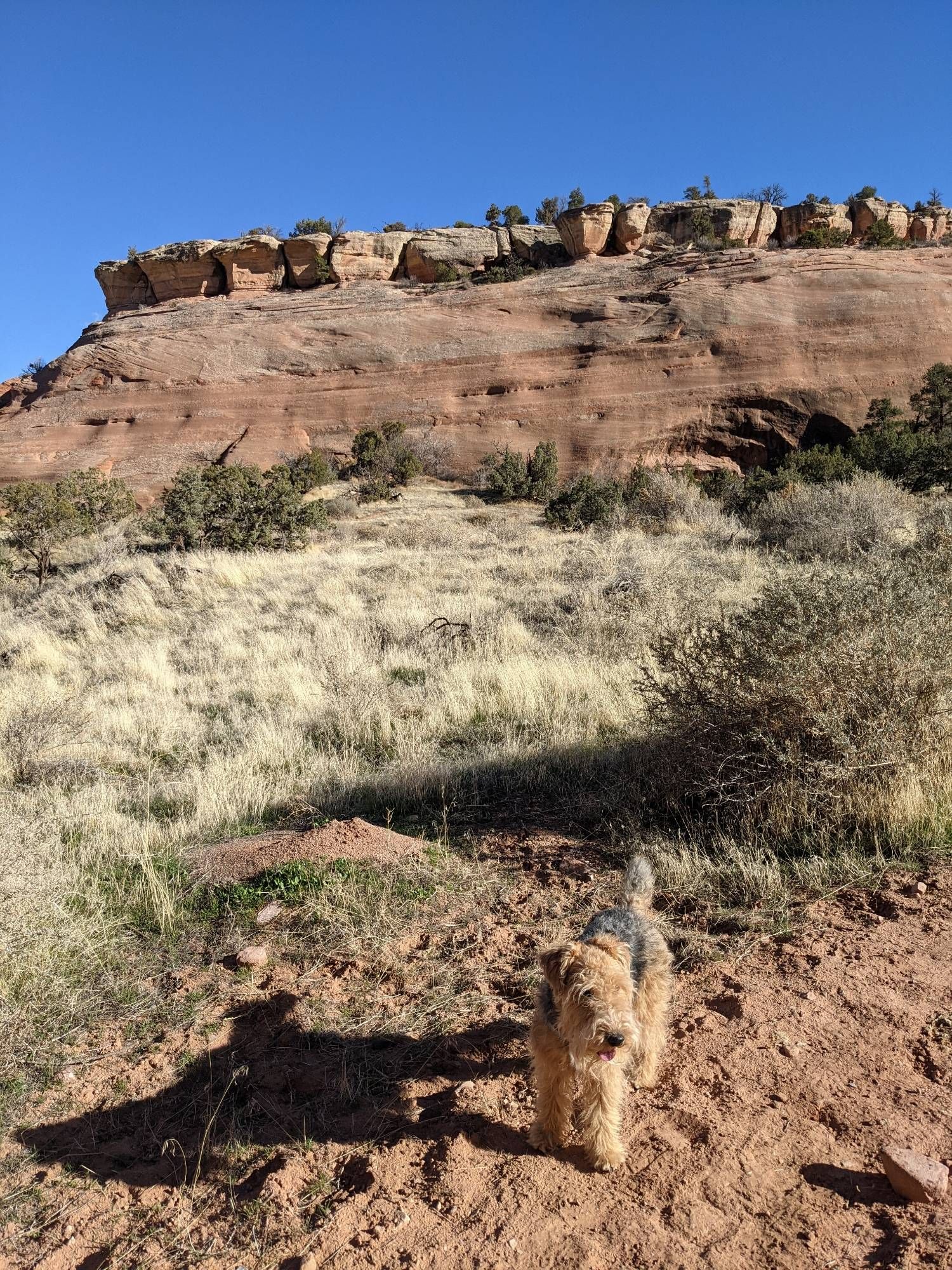 A small dog stands in a red-rock canyon, looking excited, with his tongue poking out