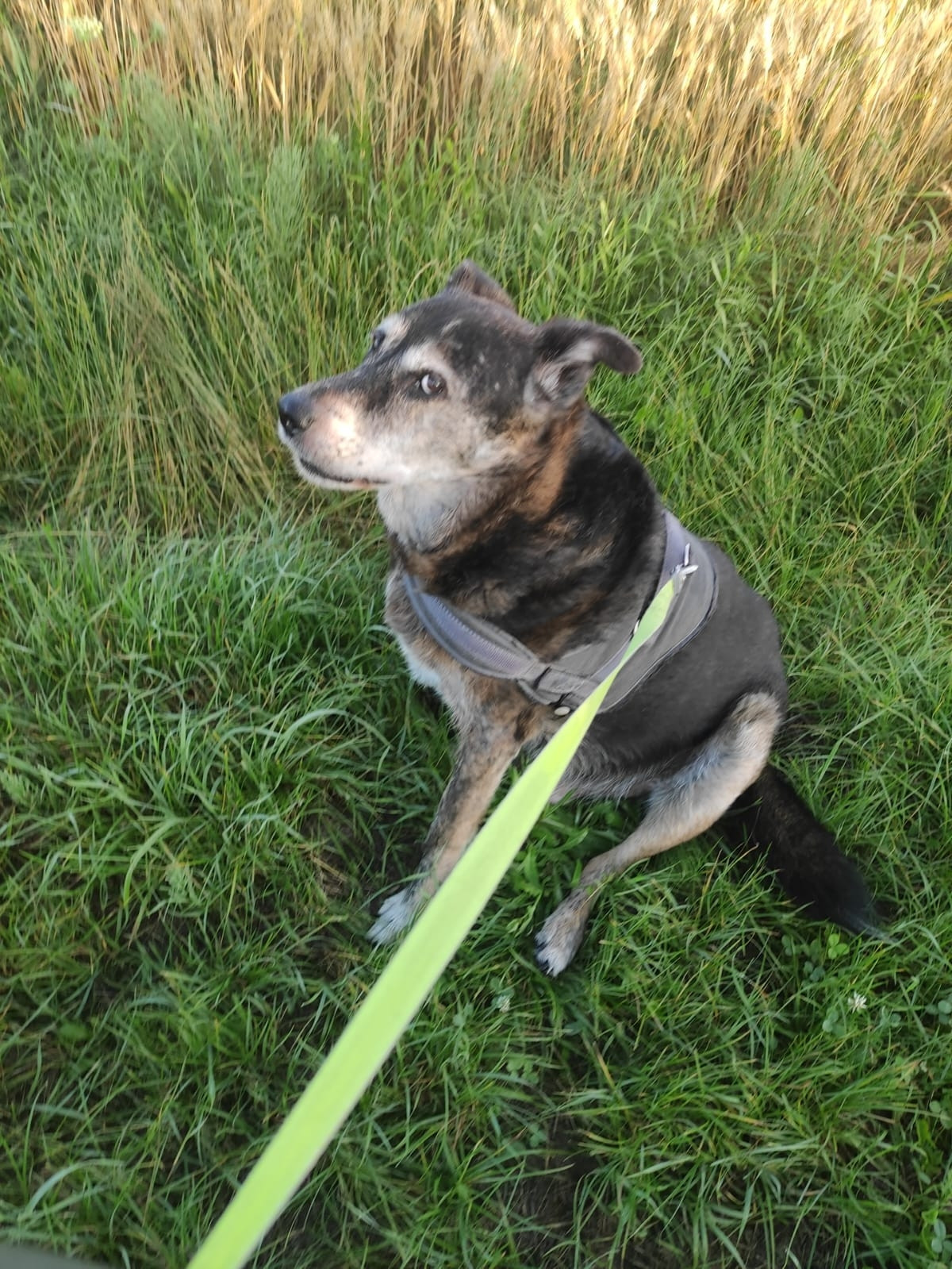 An older dog sitting in the grass, giving the camera a side eye.