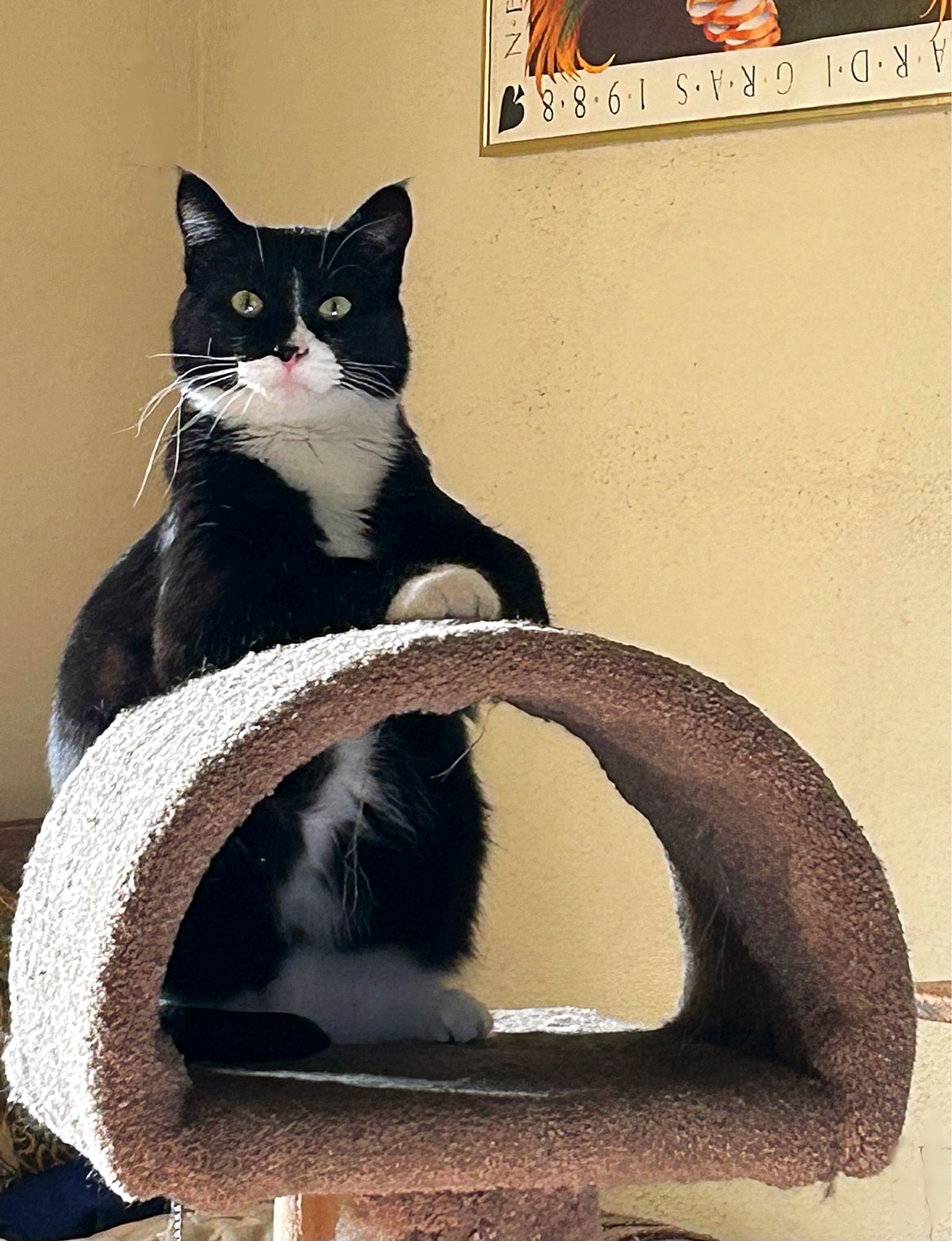 A black & white tuxedo cat, Rudy-Roo, sits very upright on a cat perch. He’s staring directly at the camera, white whisker jutting out at all angles, his front paws folded over one another & seems to be saying, “I know you’re wondering why I called this meeting …”