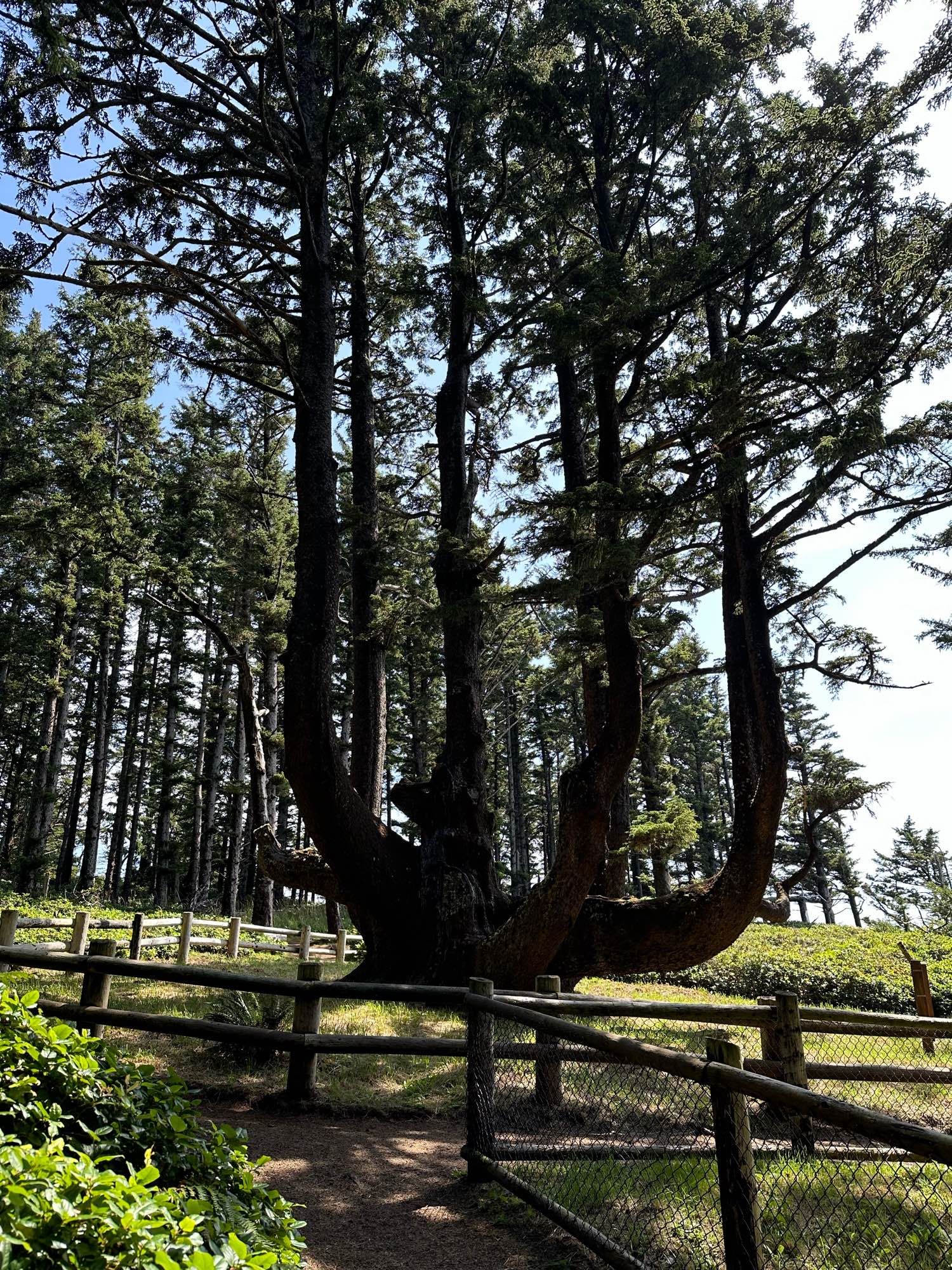 A very old tree that lost the main trunk eons ago but other branches grew out and up and the tree lives on.