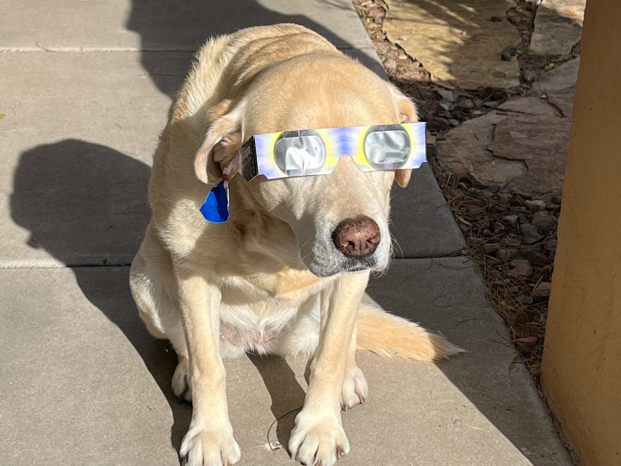 A yellow Labrador wearing a pair of eclipse glasses