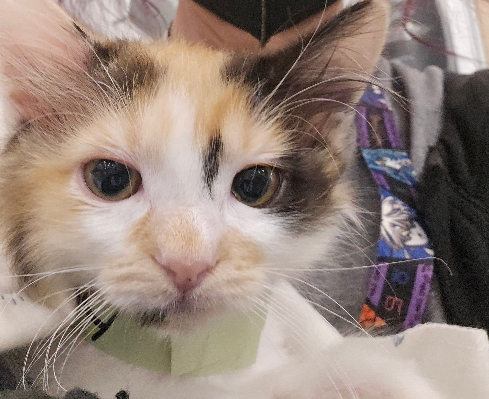 A very drugged and ridiculously cute calico kitten looking at the camera like she wants to punch it right in the face