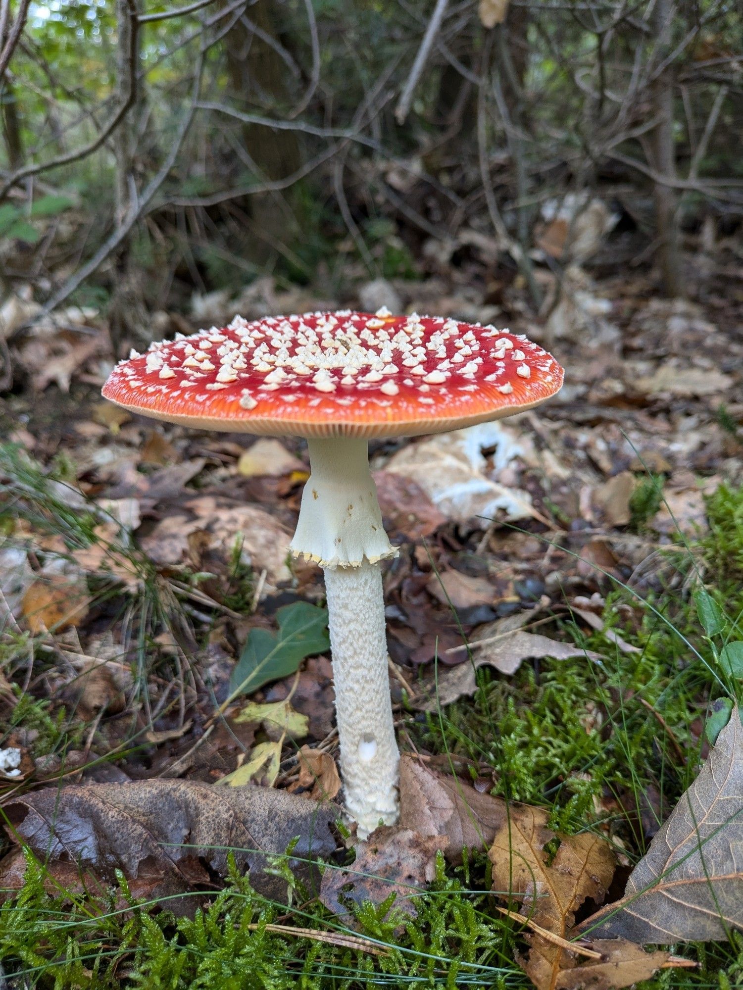 Een vliegenzwam met een platte hoed, 12 cm hoog