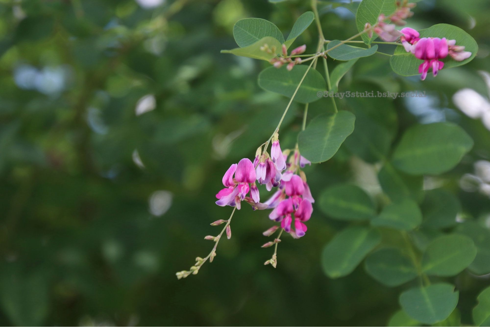 ハギの花