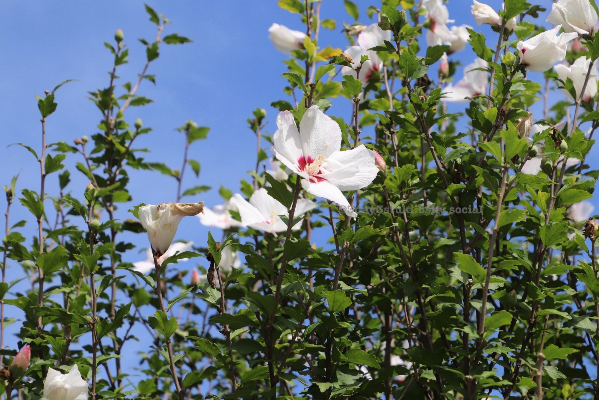 ムクゲの花