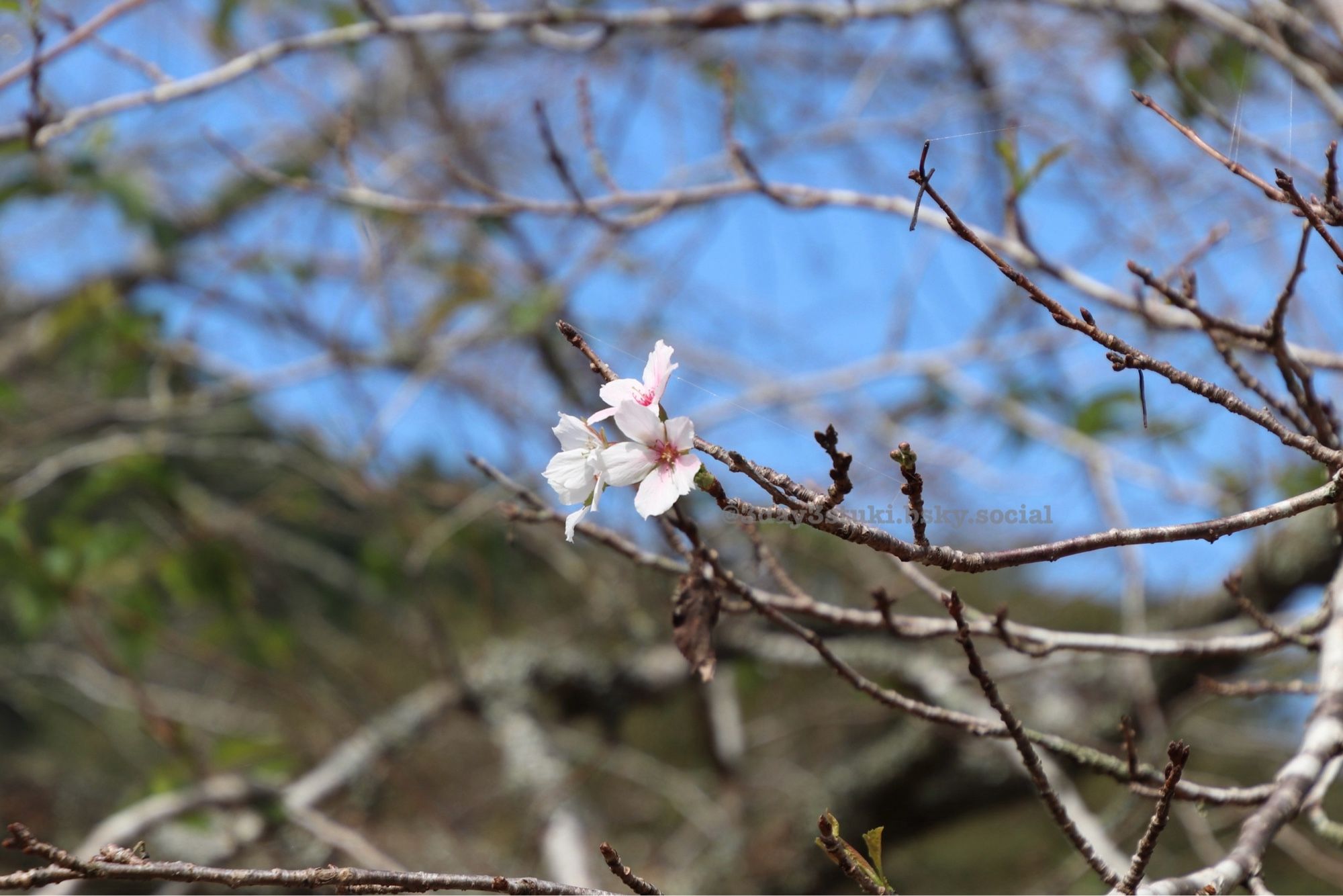 サクラの花