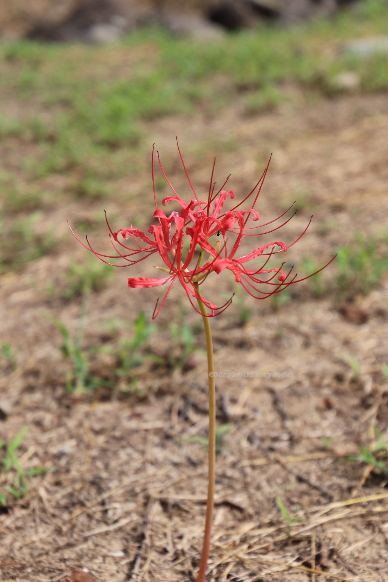 ヒガンバナの花