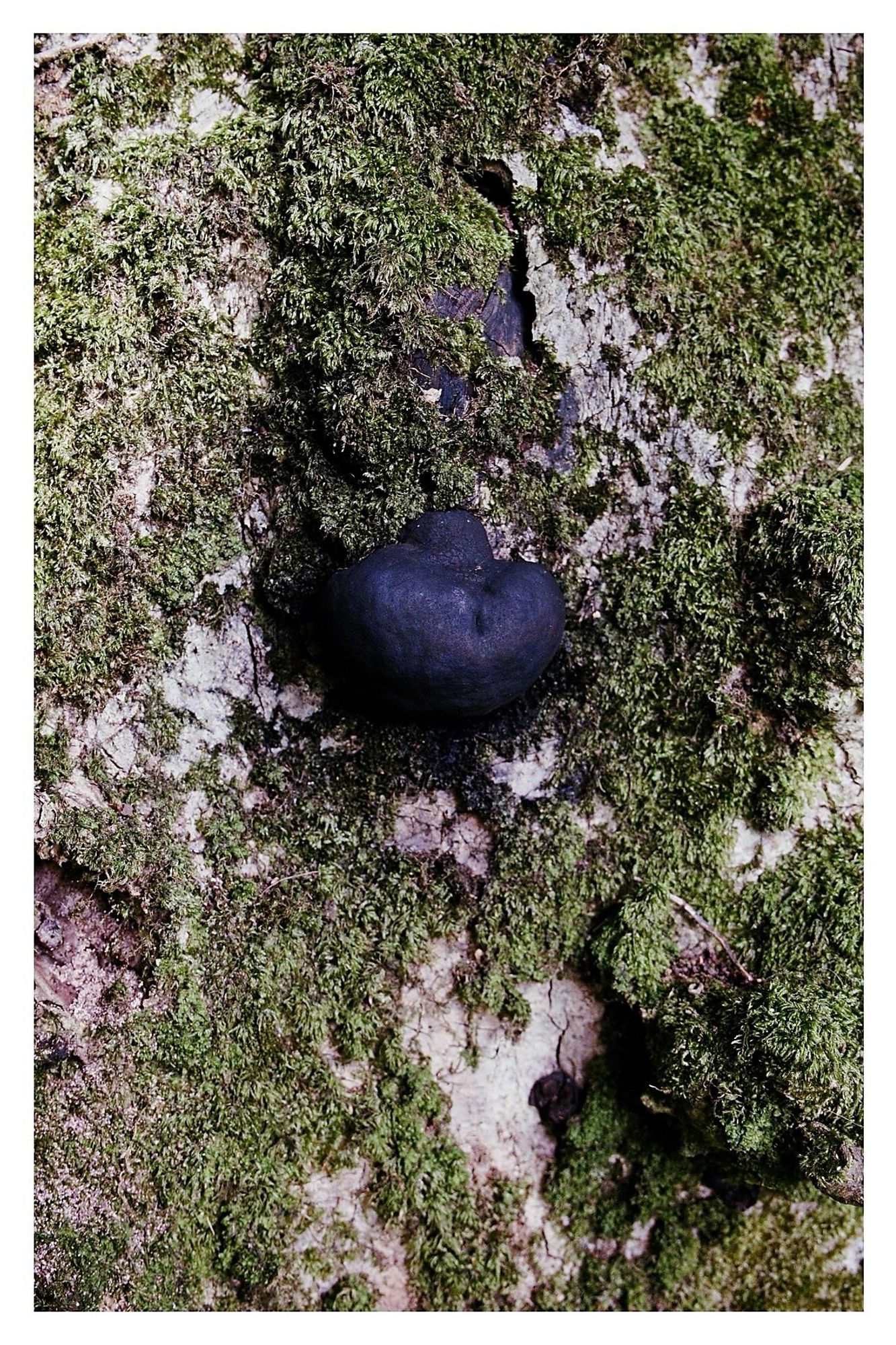 A single lump of ‘King Alfred’s Cakes’ on a tree trunk. They look like burnt buns, lumps of coal on a mix of silvery bark and green moss.