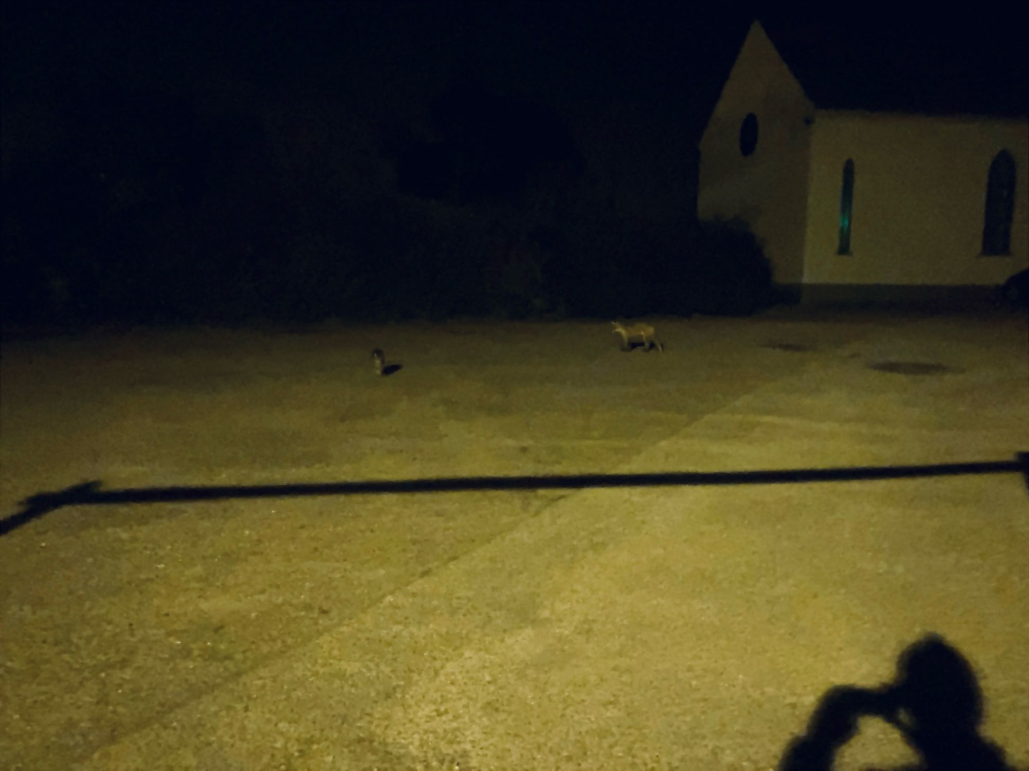 One of my neighbour’s cats hanging out with a curious young fox. 

I’d just biked back from a friend’s when I noticed these two in the shadows. The cat came over to say hello and the fox stuck around, approaching, sitting, scampering about for a good ten minutes.