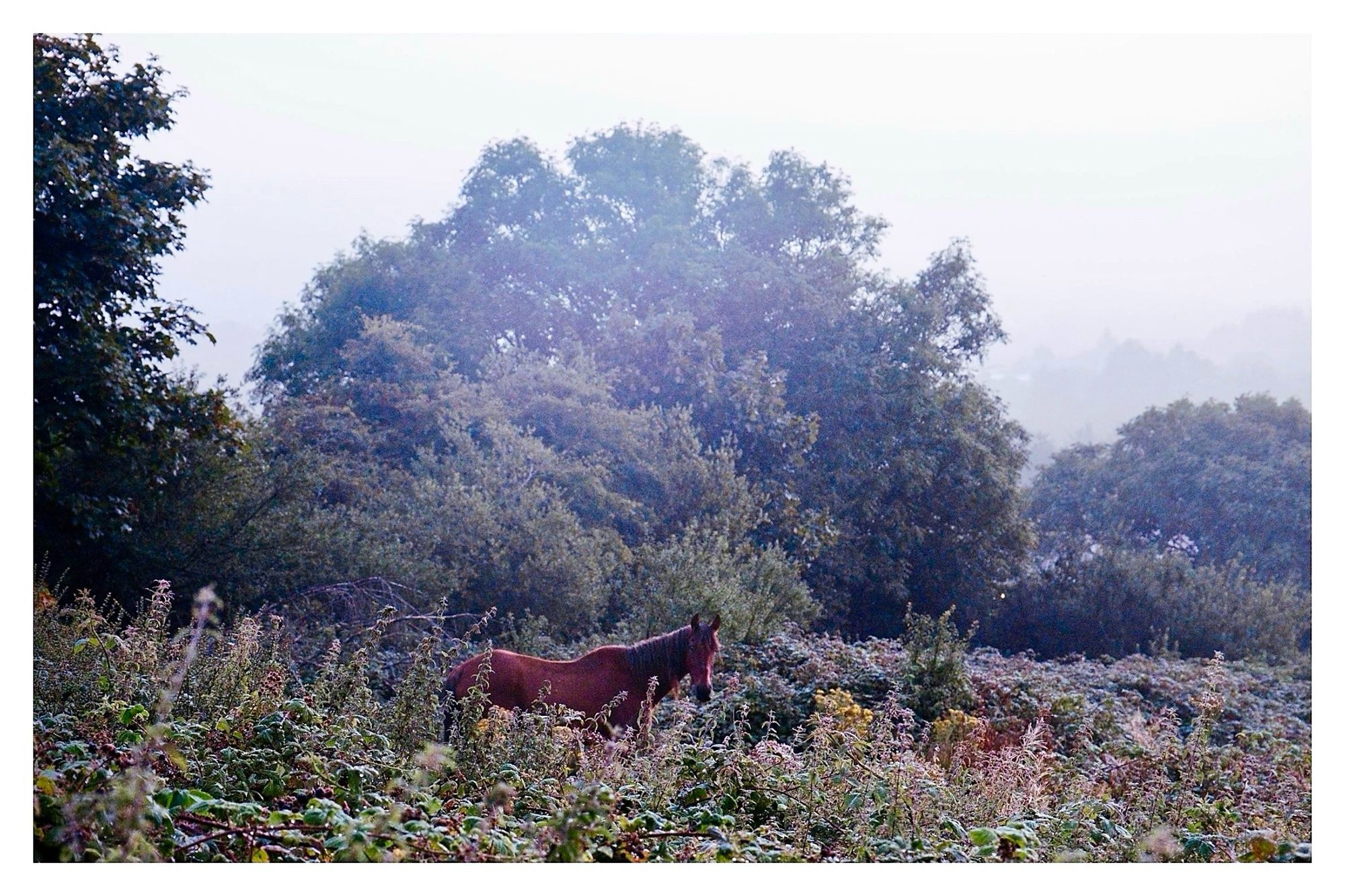 In a low dawn light, a field that looks  full of nettles, brambles and bracken back by trees stands a chestnut coloured horse. Side on to us, her head turned to face us.

Dawn Horsus a word play on Dawn Chorus