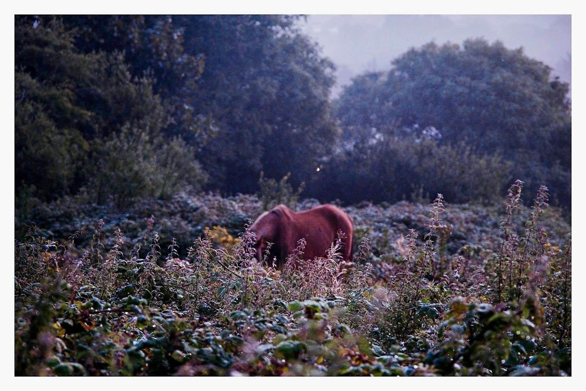 Another photo of the same view. This time the horse has it’s head down, it’s neck, shoulders and rump visible above the growth.