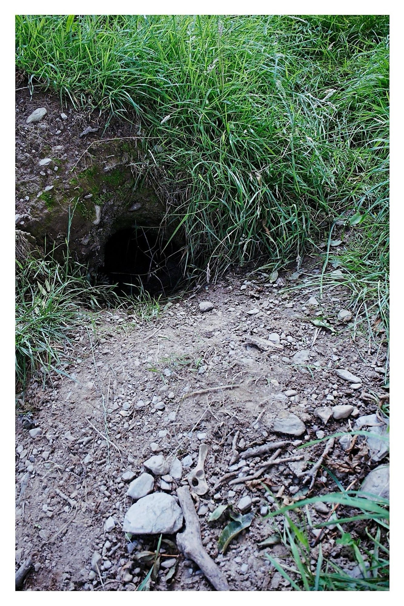 A badger set. A grassless burrow entrance crowned with grass. A small bone sits by a twig and cluster of stones in front of the entrance.