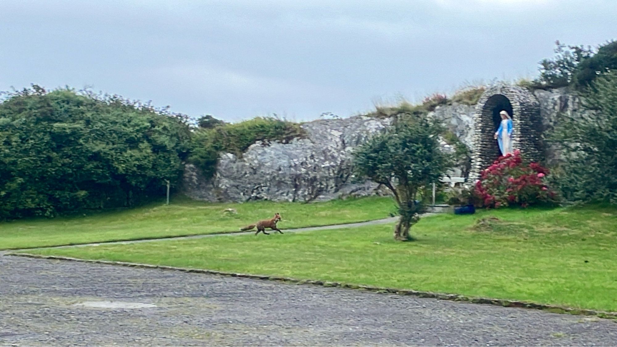 A second video still. The fox scampers towards a small tree and past a statue in an alcove of the Virgin Mary.