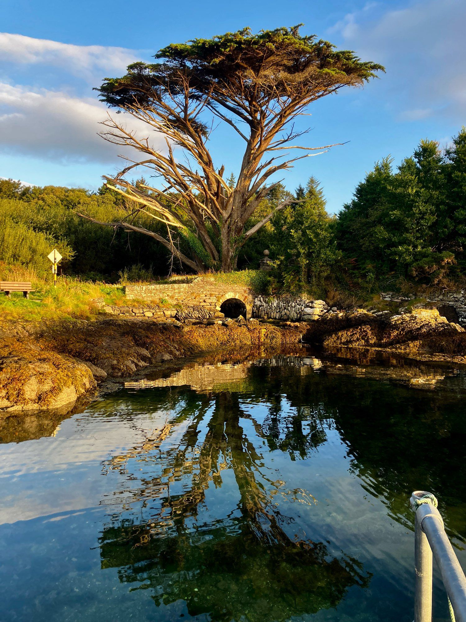 A tall tree towers above an old stone arch bridge glowing in the sunrise. All of this is reflected in the calm waters of a rising tide.