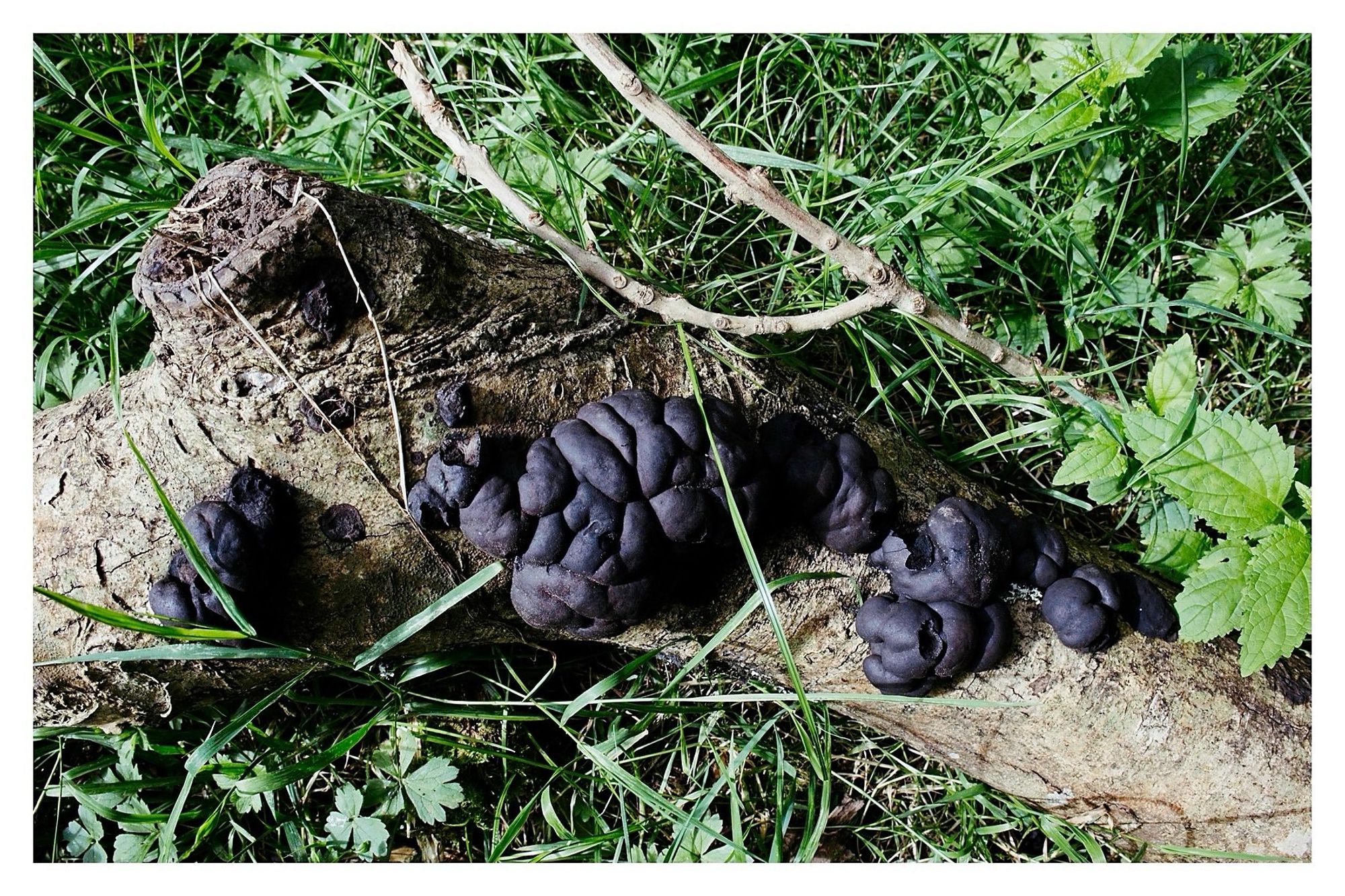 A cluster if ‘King Alfred’s Cakes’ in a broken branch laying in the grass. They look like burnt buns, lumps of coal.