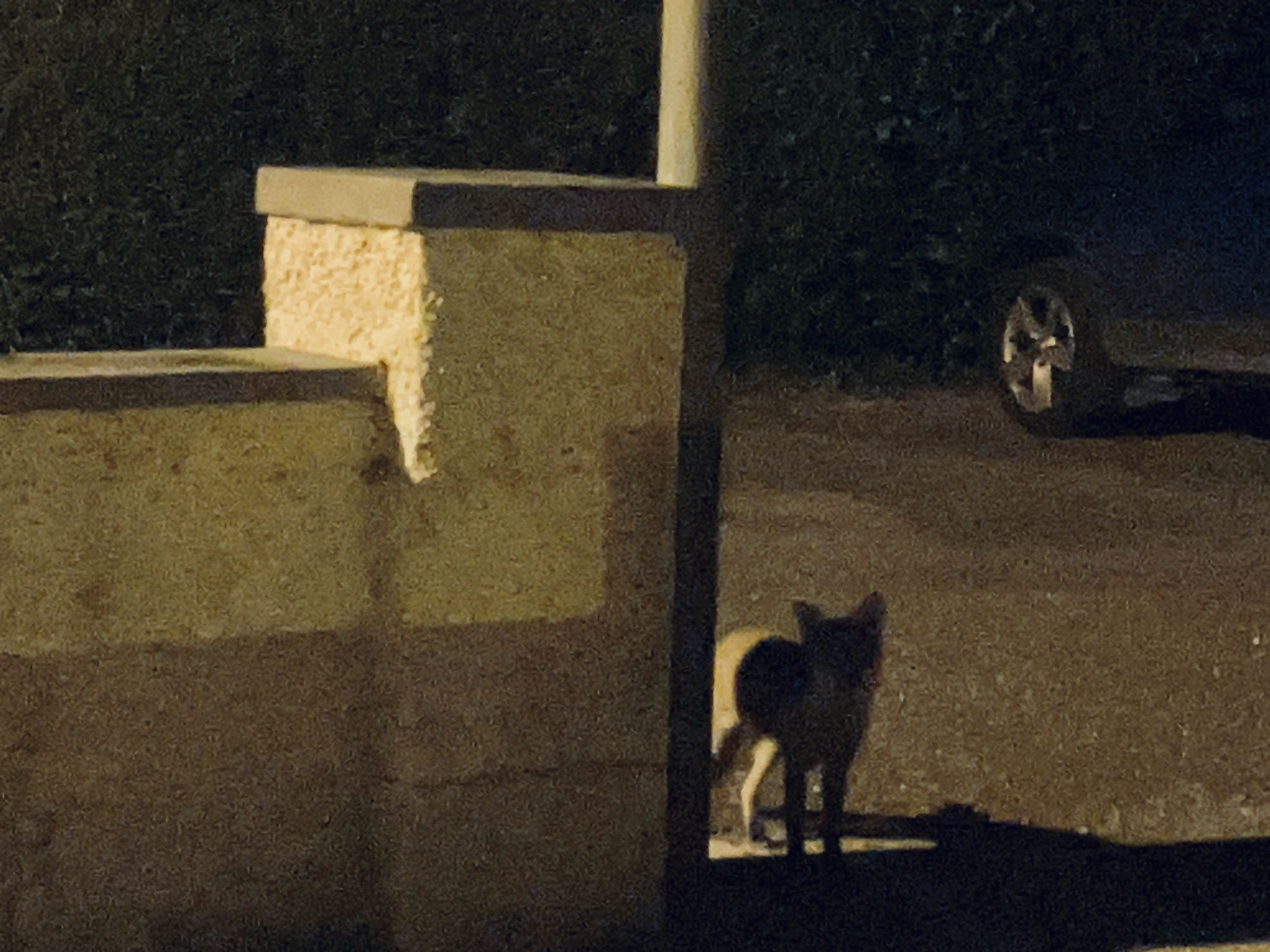 The curious little fox pauses by the entrance to carpark about 3 metres away.