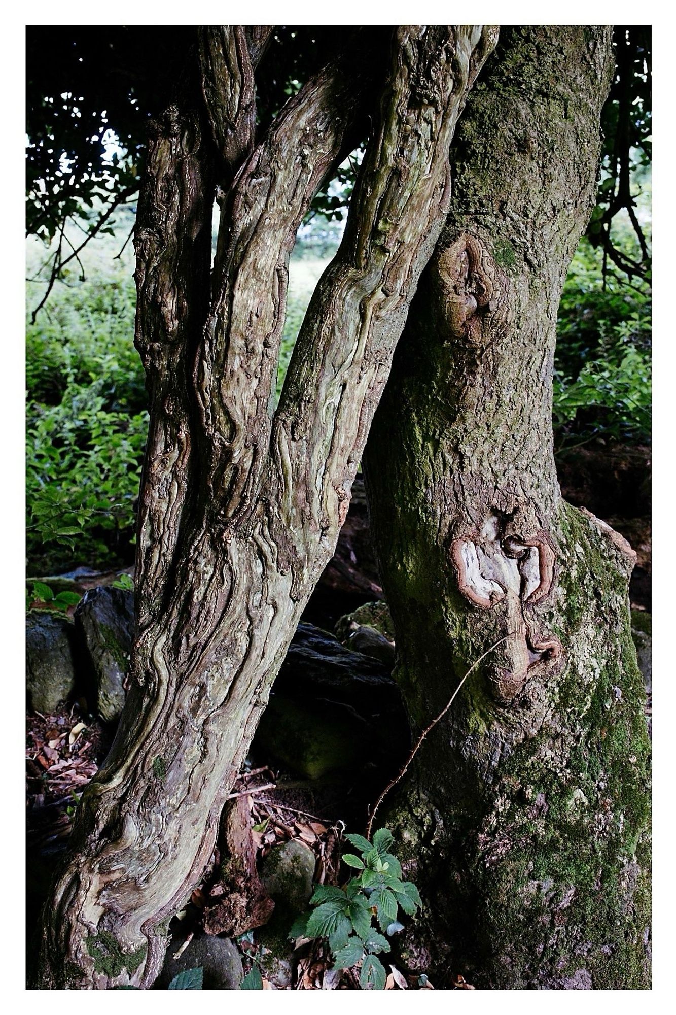 Two gnarley tree trunks leaning towards each other, both growing as part of stone walled field boundary.