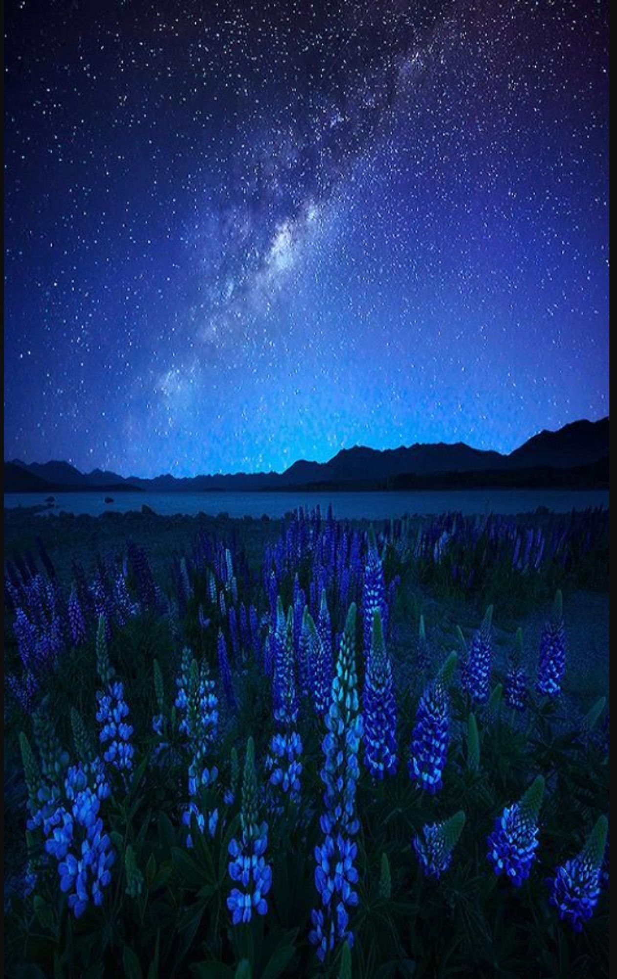 Starry lupines "Midnight Blue", By AtomicZen