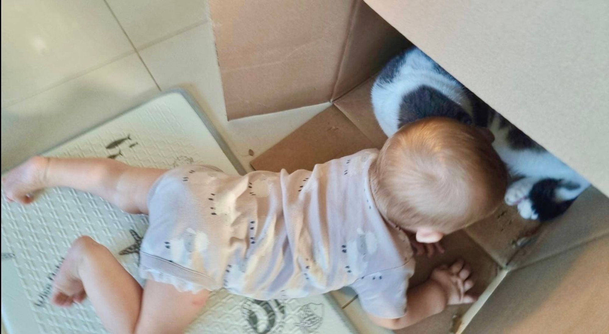 Baby Hobit tries to get in a cardboard box that is occupied by a cat.