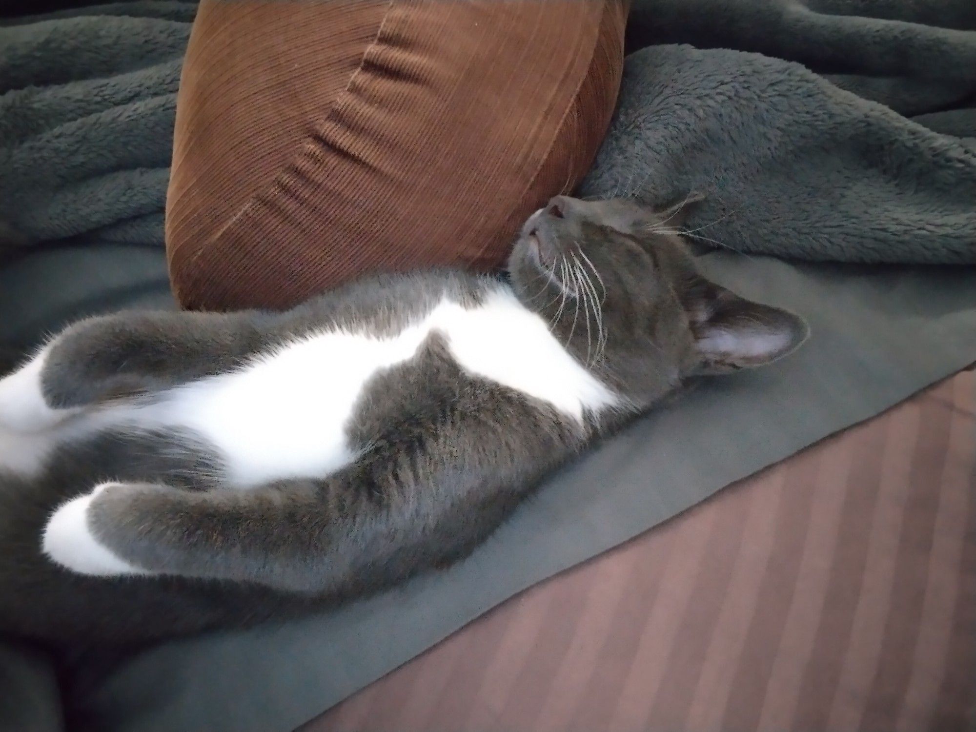 A sleek kitten sleeps on her back like a tiny person.