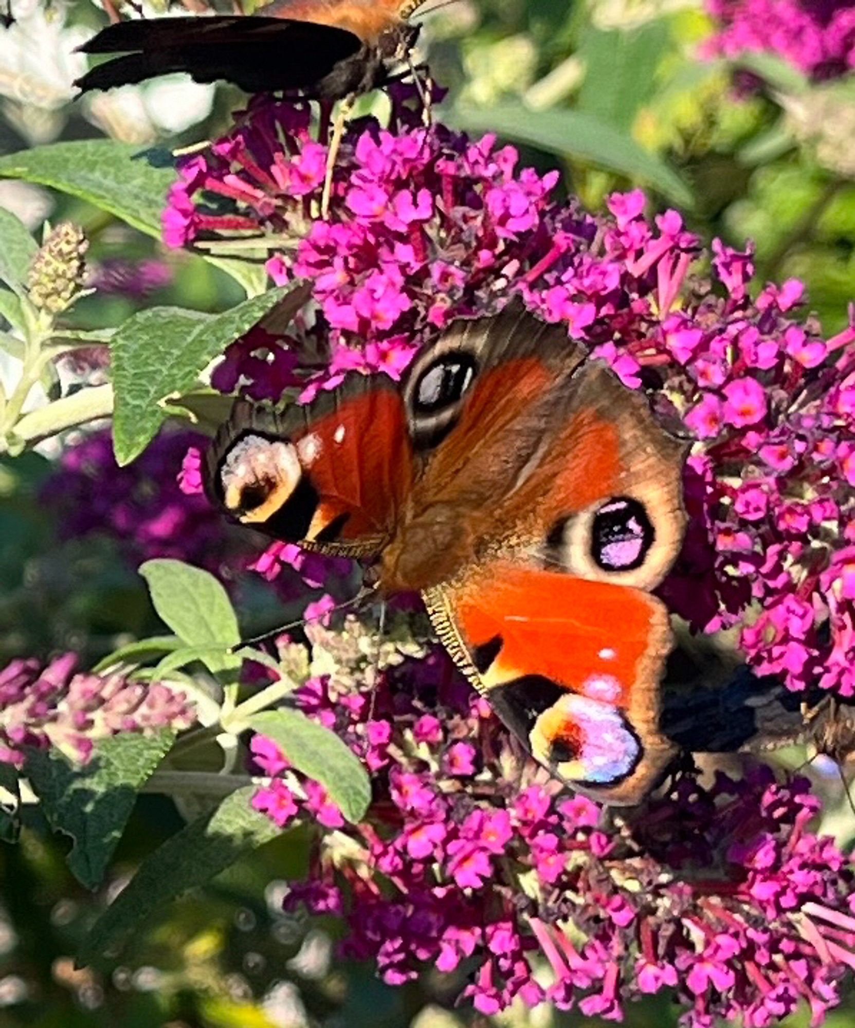 Tagpfauenaugen auf Sommerflieder